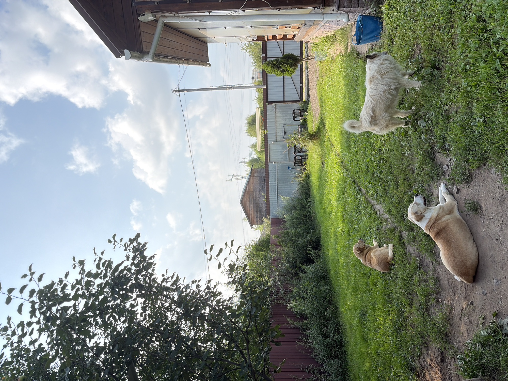 The image depicts a backyard scene in Imeni Vorovskogo, Russia. In the foreground, three dogs are present. One is lying down on a dirt path, facing right. Another is lying down on the grass to the left and slightly behind the first dog, also facing right. The third dog, a fluffy light-colored canine, is standing on the grass to the right, looking to the left. The backyard features a lawn with patches of dirt, a mature tree with dark green leaves on the left side of the frame, and a dark red fence behind it. Further back, there is a metal fence and some distant wooden buildings. To the right of the frame, a portion of a wooden house with a brown roof and a white gutter system is visible. A blue bucket is placed on the grass near the house. The sky is blue with scattered white clouds.
