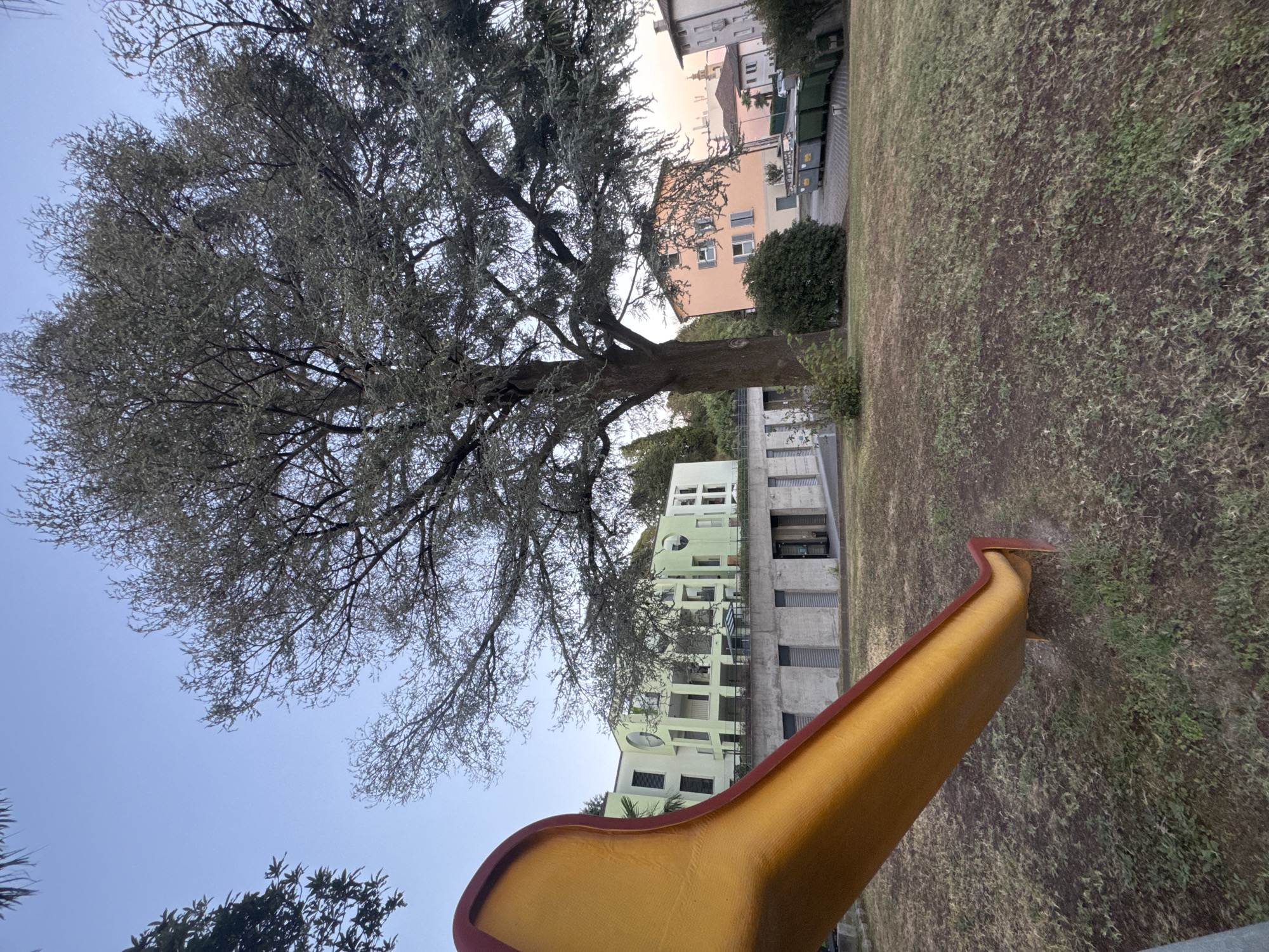 A low-angle outdoor shot captures a playground slide in the foreground, its yellow and red plastic surface curved towards the viewer and resting on dry, sparse grass. Behind the slide, a large, mature tree with dense, grayish-green foliage dominates the middle ground, its branches spread wide.
In the background, a modern, light green building with a multi-story facade featuring large windows, balconies, and a visible architectural structure stands to the left. To the right of this building, and partially obscured by the large tree, are two older residential buildings, one painted a soft orange and the other a pale peach. These buildings have multiple windows, some with shutters. Beyond them, a row of green and gray garbage bins are visible, lined up on a paved area. The sky above is clear and pale blue, indicating either early morning or late afternoon light. The scene appears to be in a residential area, possibly a park or courtyard within the city of Balerna, Switzerland. No people are visible in the image.