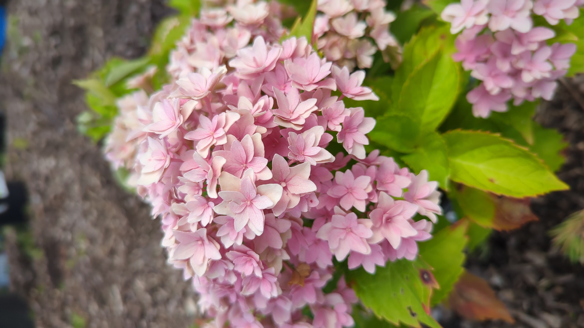 The image shows a close-up, shallow depth of field view of a cluster of pink hydrangea flowers. The flowers are delicate and lacy in appearance, with multiple small petals per bloom. They are a soft pink color, with some variation in shade, appearing lighter at the edges and in the center of some blooms. The flowers are interspersed with vibrant green leaves, some of which show slight browning or discoloration along the edges. The background is out of focus, showing a ground covered in dark mulch or soil, with a hint of green foliage and possibly some dark objects in the far distance. There is no indication of a specific location in Laval, Canada, or any people or actions.