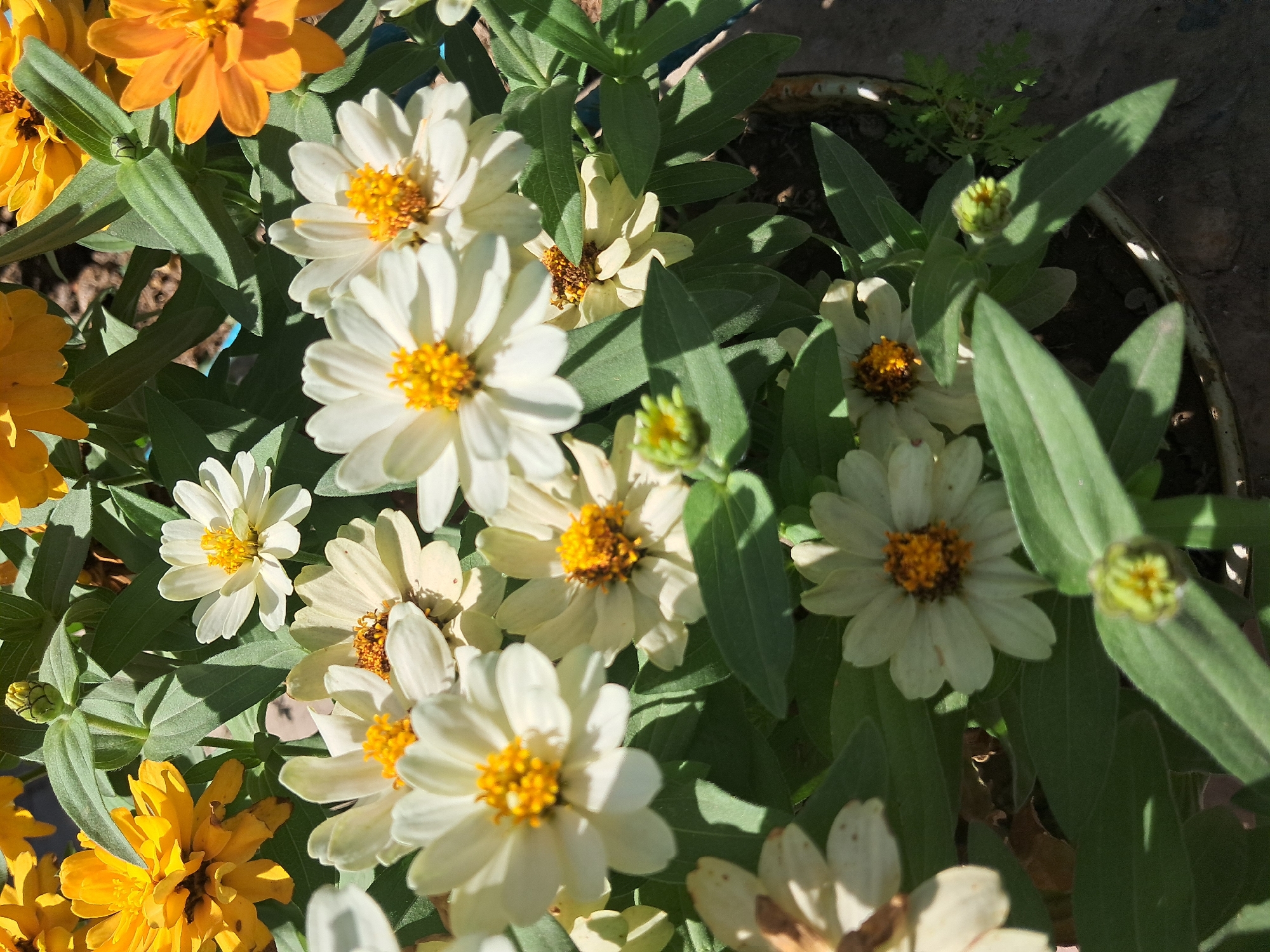 The image displays a close-up view of several blooming zinnias in an outdoor setting. The flowers exhibit a variety of colors, primarily white with yellow centers and some yellow and orange varieties. They are surrounded by green leaves and appear to be planted in a pot or a garden bed, with dark soil visible. The lighting suggests it is daytime, with shadows cast by the foliage, indicating natural sunlight. There are no people or animals present in the image. The scene is static and focuses solely on the floral arrangement. The location is identified as Jany-Alysh, Kyrgyzstan.