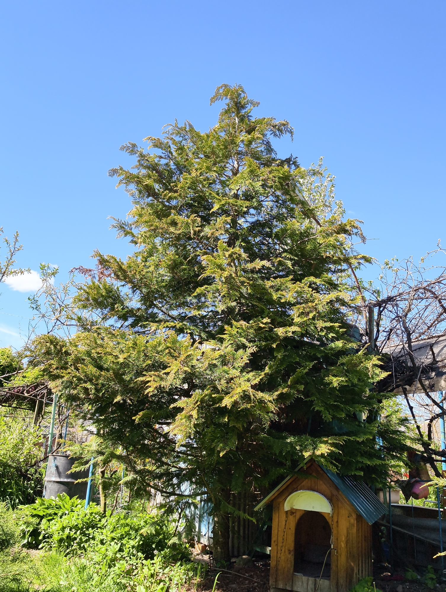 A vibrant, sunlit scene captures a large, tall evergreen tree dominating the center, likely a conifer with dense, green foliage. The tree's branches extend upwards, almost filling the upper part of the frame, against a clear, bright blue sky with only a small, wispy white cloud visible in the upper left.
At the base of the large tree, to the right, sits a small, charming wooden dog house with a grey corrugated metal roof and a light yellow semi-circular trim above its entrance. The entrance itself is dark, suggesting a shaded interior. Various green plants and leafy foliage grow abundantly around the base of the tree and in the foreground, including what appears to be Hostas and other groundcover.
In the left background, partially obscured by the lush greenery, is a large, dark-colored barrel, possibly for water collection. Metal structures and trellises are visible behind and around the main tree, some with bare branches of what could be a vine or another deciduous plant, indicating a cultivated garden or backyard setting. The sunlight is bright, suggesting a clear day, likely late morning or early afternoon, casting some dappled shadows. No people or animals are visible, and no specific activity is taking place beyond the natural growth of the plants. There is no visible text in the image. The scene conveys a peaceful outdoor setting in Ilskiy, Russia.