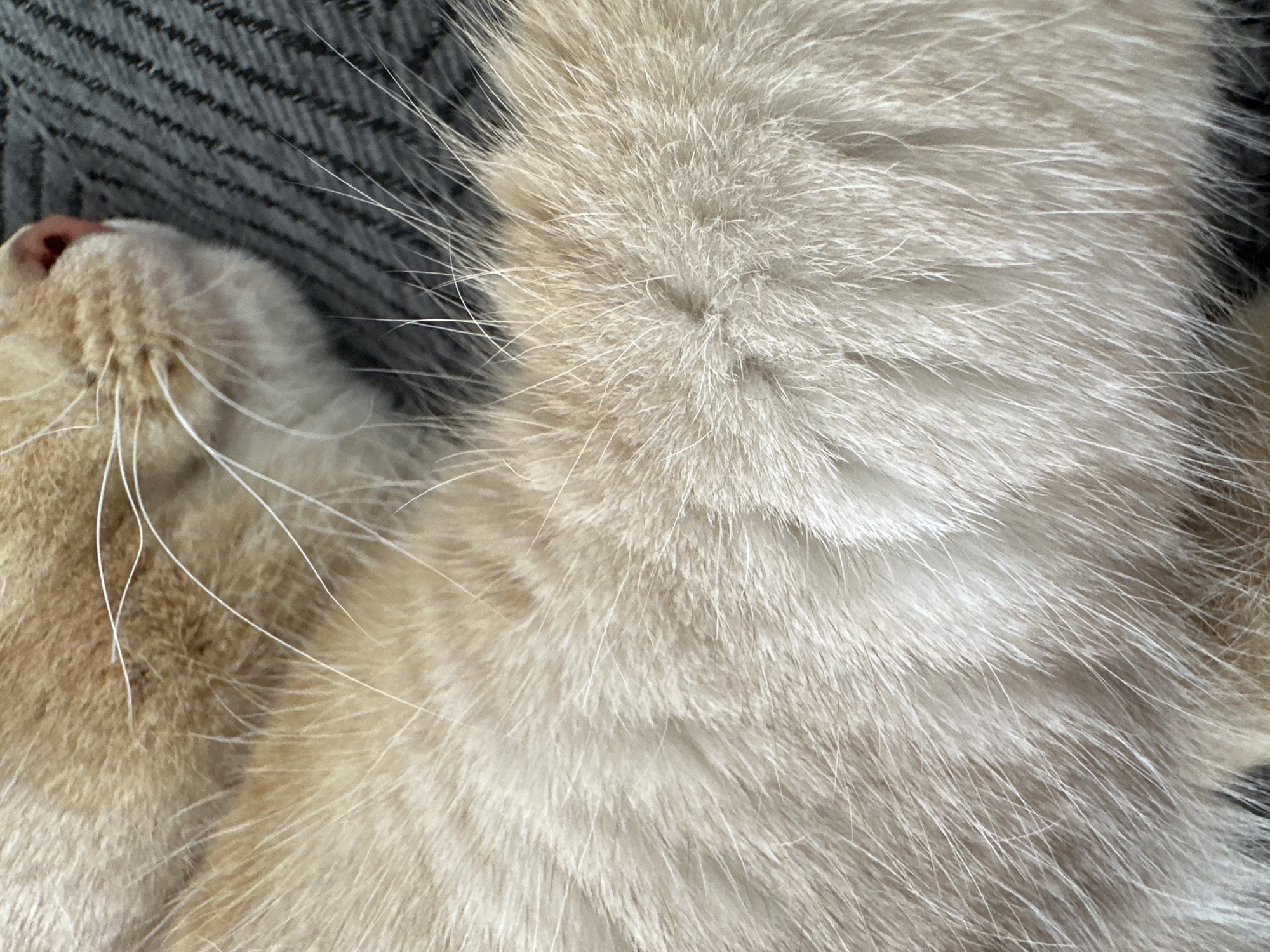 The image shows a close-up of a light orange cat lying down. The cat's nose and whiskers are visible in the lower left. The rest of the image is filled with the cat's soft fur. The background appears to be a gray fabric. The location is unknown.