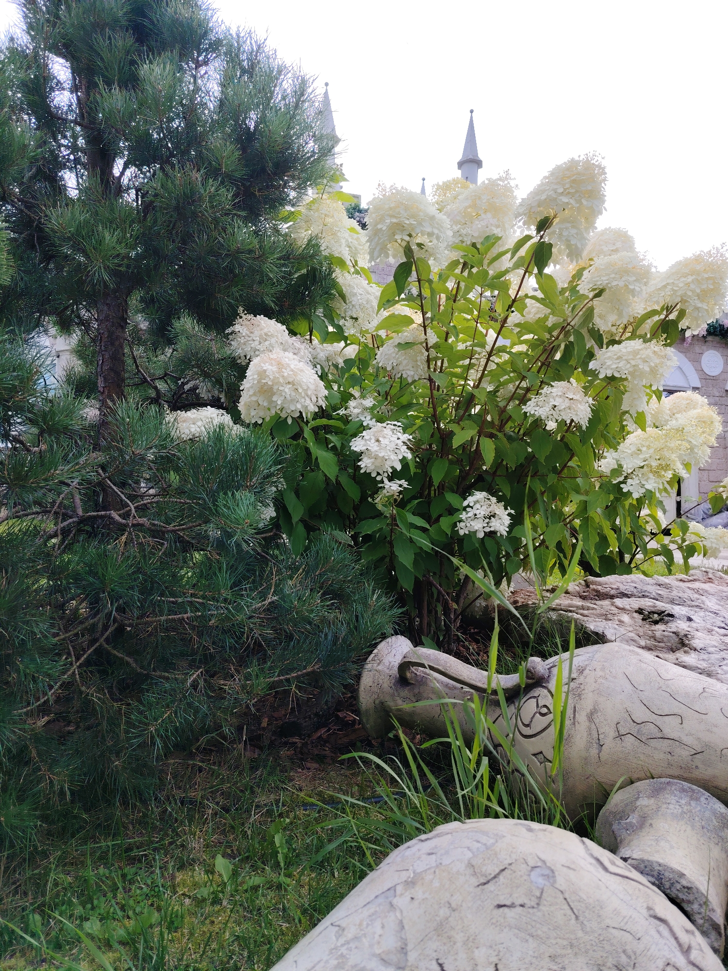 In the city of Zelenograd, Russia, an outdoor scene features a lush pine tree with dark green needles to the left, partially obscuring the foreground. To the right, a blooming hydrangea bush displays numerous large, white, cone-shaped flower clusters. Behind the plants, in the upper right and middle background, a building with classical architectural elements is visible, including arched windows and a pointed tower or spire. In the immediate foreground, two large, light-colored, weathered amphora-like decorative objects lie on the ground among green grass and blades of tall grass. The amphora on the left is lying on its side, revealing intricate etched patterns and a decorative handle. The amphora on the right is partially visible, showing its rounded base. The lighting suggests daytime.