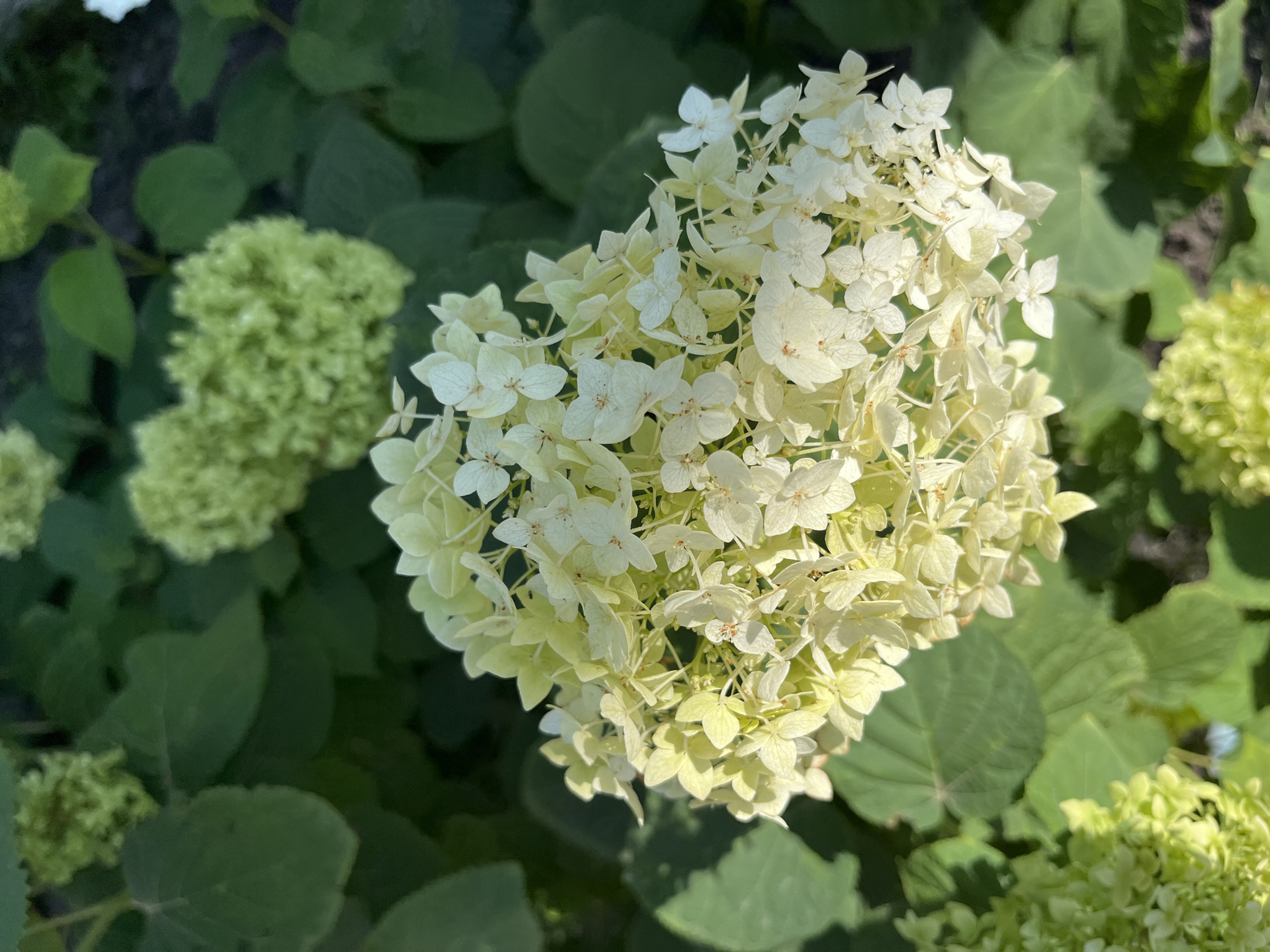 A close-up, overhead shot captures a cluster of white hydrangeas in Saratov, Russia. The flowers are primarily white with hints of pale yellow and are surrounded by lush green leaves. In the background, other hydrangea clusters appear in varying shades of green. The lighting suggests it is daytime, with shadows indicating sunlight. The image appears to be taken in a garden setting.