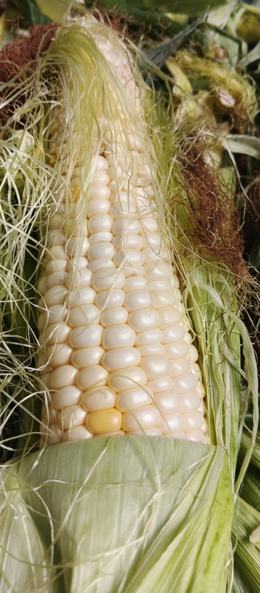 This image is a close-up, vertical shot of a freshly harvested ear of white corn, still partially encased in its green husks and covered in fine, light-colored silks. The corn kernels are plump and pearly white, arranged in neat rows, with one kernel appearing slightly yellow. The background is a blur of green leaves and brown husk fibers, suggesting the corn is part of a larger harvest or display. The lighting is natural and soft, highlighting the texture and details of the corn. The image does not contain any information that would indicate its location in the city of Smila, Ukraine, or any other specific geographical context.