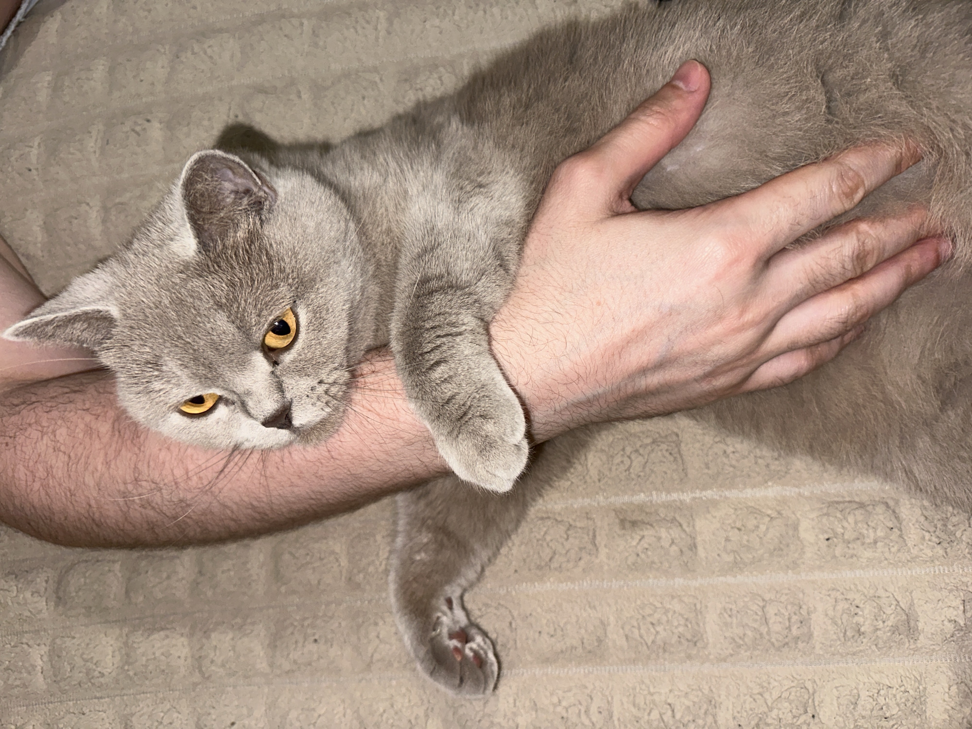 The scene is an indoor setting in Ternopil, Ukraine. A light grey or "lilac" domestic short-haired cat is being held by a human arm. The cat has dense, short fur and striking amber-orange eyes, with its gaze directed towards the left side of the frame. One of its front paws rests on the human's forearm, while a hind paw, revealing pink toe pads, is extended onto the background surface. A fair-skinned, hairy human forearm and hand are visible, with the hand positioned against the cat's flank in a cradling or petting manner. The background consists of a light beige or tan-colored fabric, possibly a blanket or duvet, characterized by subtle vertical stripes and an irregular, textured pattern.