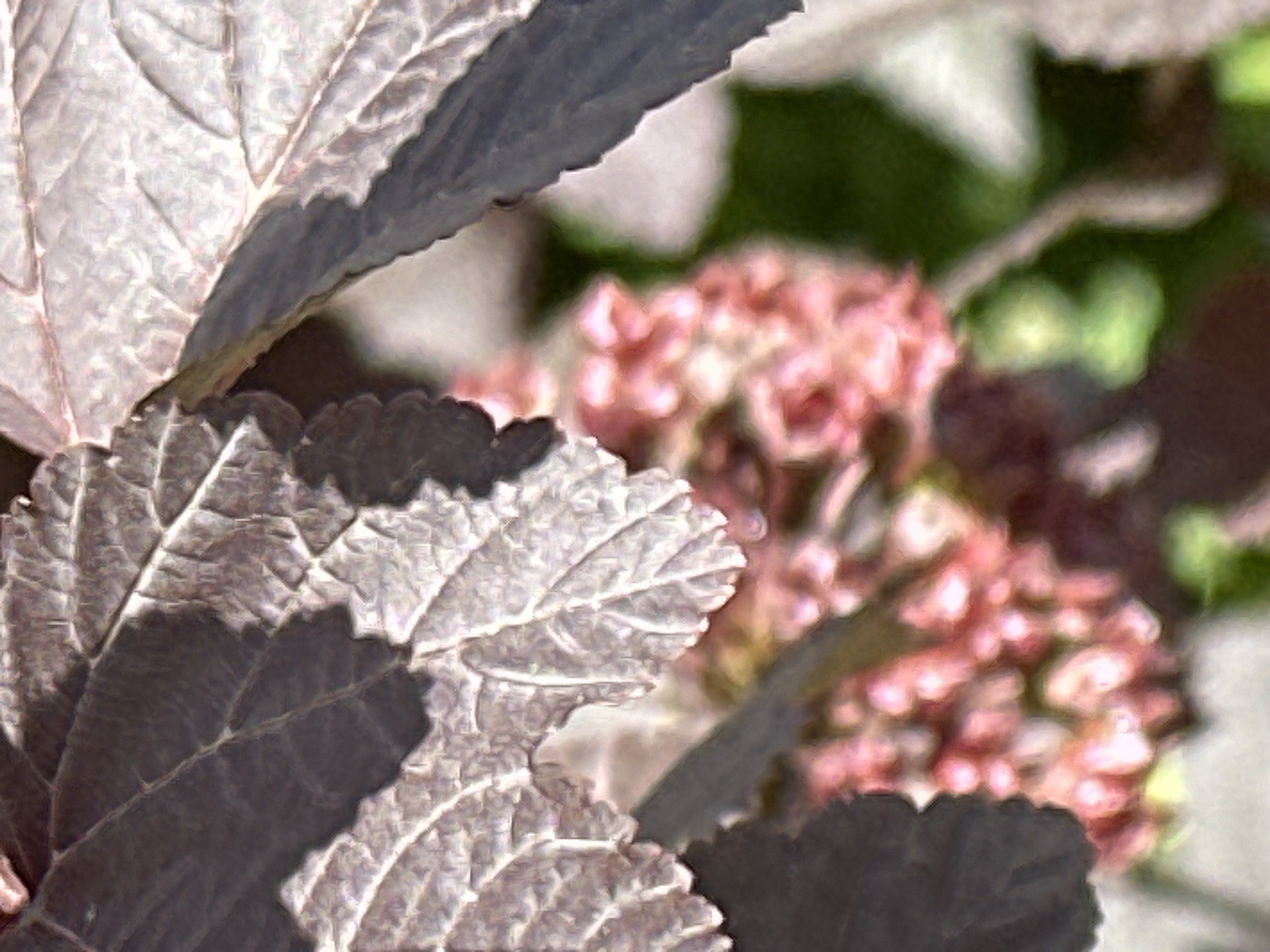 The image is a close-up, macro photograph of dark, textured leaves and blurred pink flowers. The lighting suggests an outdoor setting, possibly a garden or park, with dappled sunlight creating shadows on the leaves. The focus is on the intricate vein patterns of the leaves and the soft, bokeh effect of the blossoms. There are no people or discernible city structures visible. The image is likely a nature-focused shot, capturing the details of plant life.