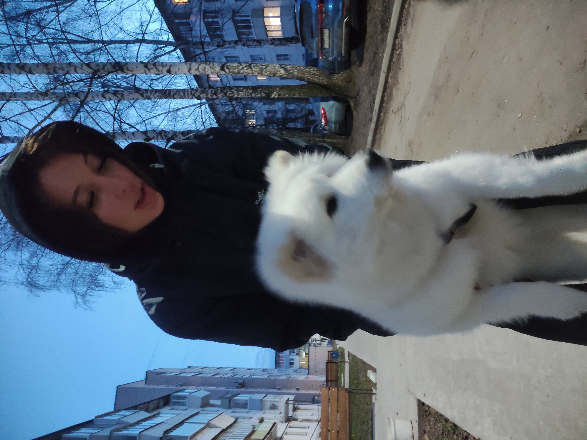 This image depicts a young woman holding a fluffy white dog outdoors in what appears to be a residential area of Chaikovsky, Russia. The woman, with dark hair, is wearing a dark hooded jacket and has a neutral to slightly smiling expression, looking towards the right side of the frame. She is cradling a medium-sized white dog, likely a Samoyed, which is partially visible, facing left.
The setting is characterized by multi-story apartment buildings, some with illuminated windows, and several bare-branched trees, typical of birch trees, suggesting a colder season like late autumn, winter, or early spring. Cars are parked along a paved surface next to a sidewalk. The sky is a deep blue, indicating the time of day is either dusk, early evening, or very early morning. The overall lighting is dim, contributing to a tranquil atmosphere. There are no notable weather conditions visible besides a clear sky. While a car license plate is partially visible, the characters are too blurry to be read. No other discernible text is present in the image. The scene captures a quiet moment between the person and the dog in an urban environment.