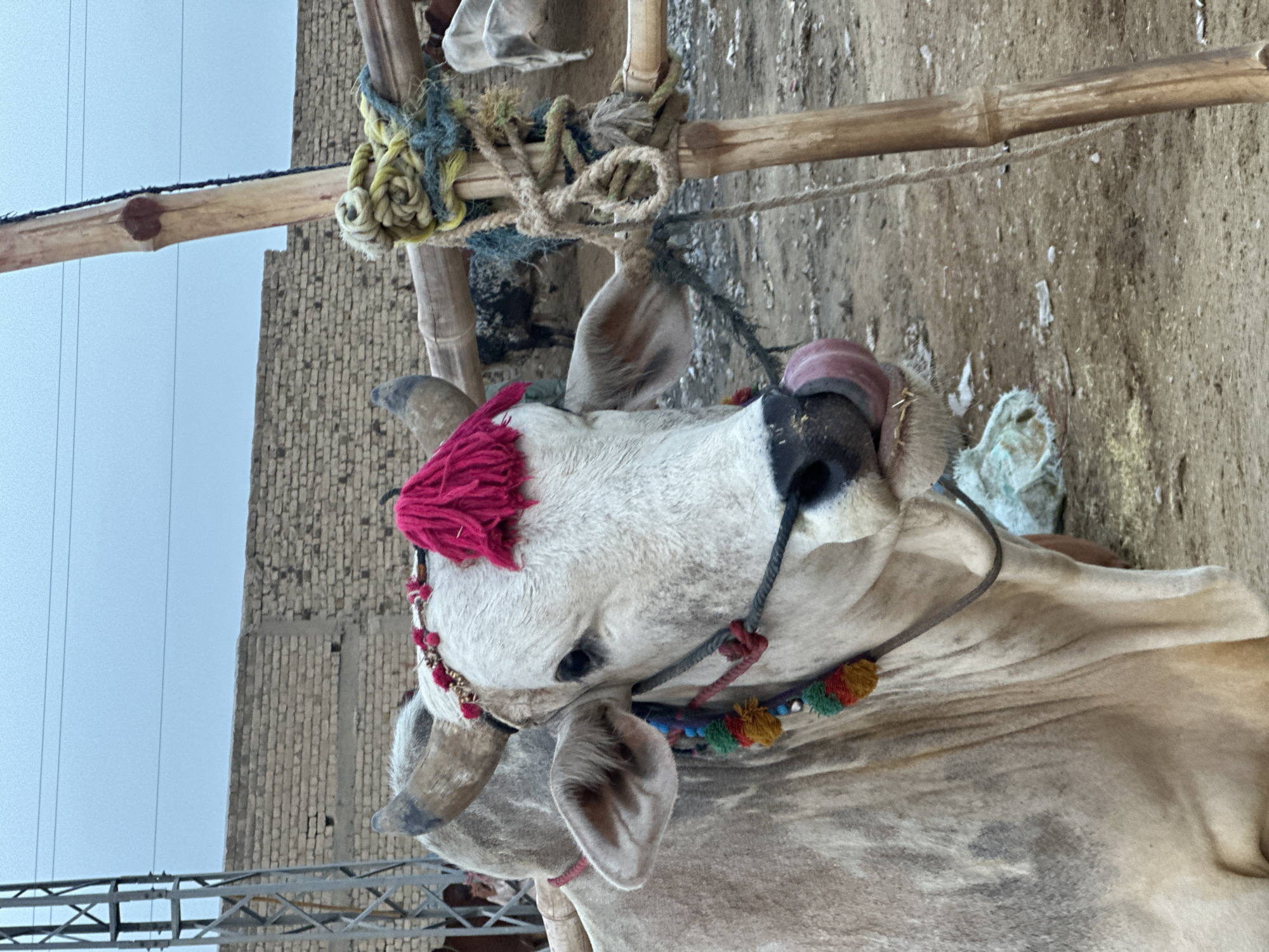 In Quetta City Tehsil, Pakistan, a light-skinned cow with a black muzzle is tied to a wooden structure with various ropes. The cow has decorative adornments, including a red tassel on its head and a colorful beaded necklace. The cow's tongue is extended, licking its nose. The background features a brick building under a cloudy sky and a dirt ground.