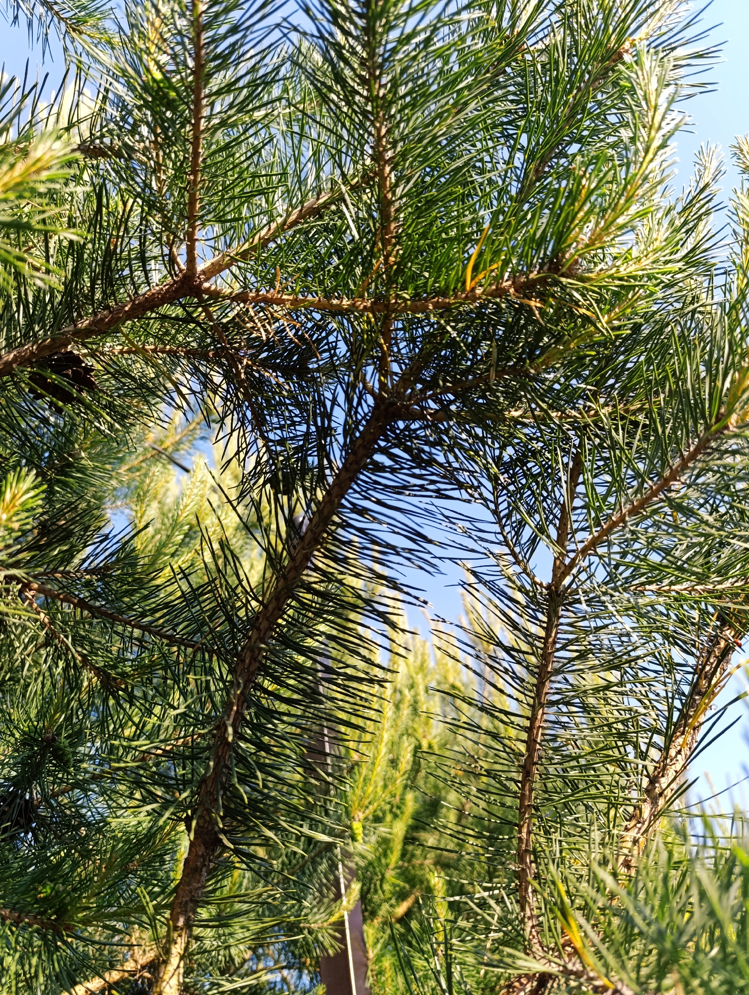 A close-up, low-angle shot reveals the needles and branches of pine trees against a bright blue sky. The foreground is dominated by the textured, brown bark of the trees, interspersed with lush green needles. Some of the needles are sharply defined, while others are softer, suggesting variations in light and focus. The background shows more pine trees, out of focus, and hints of sunlight filtering through the branches, creating a bright, hazy effect. The scene appears to be outdoors in a natural setting, likely a park or forest. Based on the query, the location is Ivanovskoe, Russia.