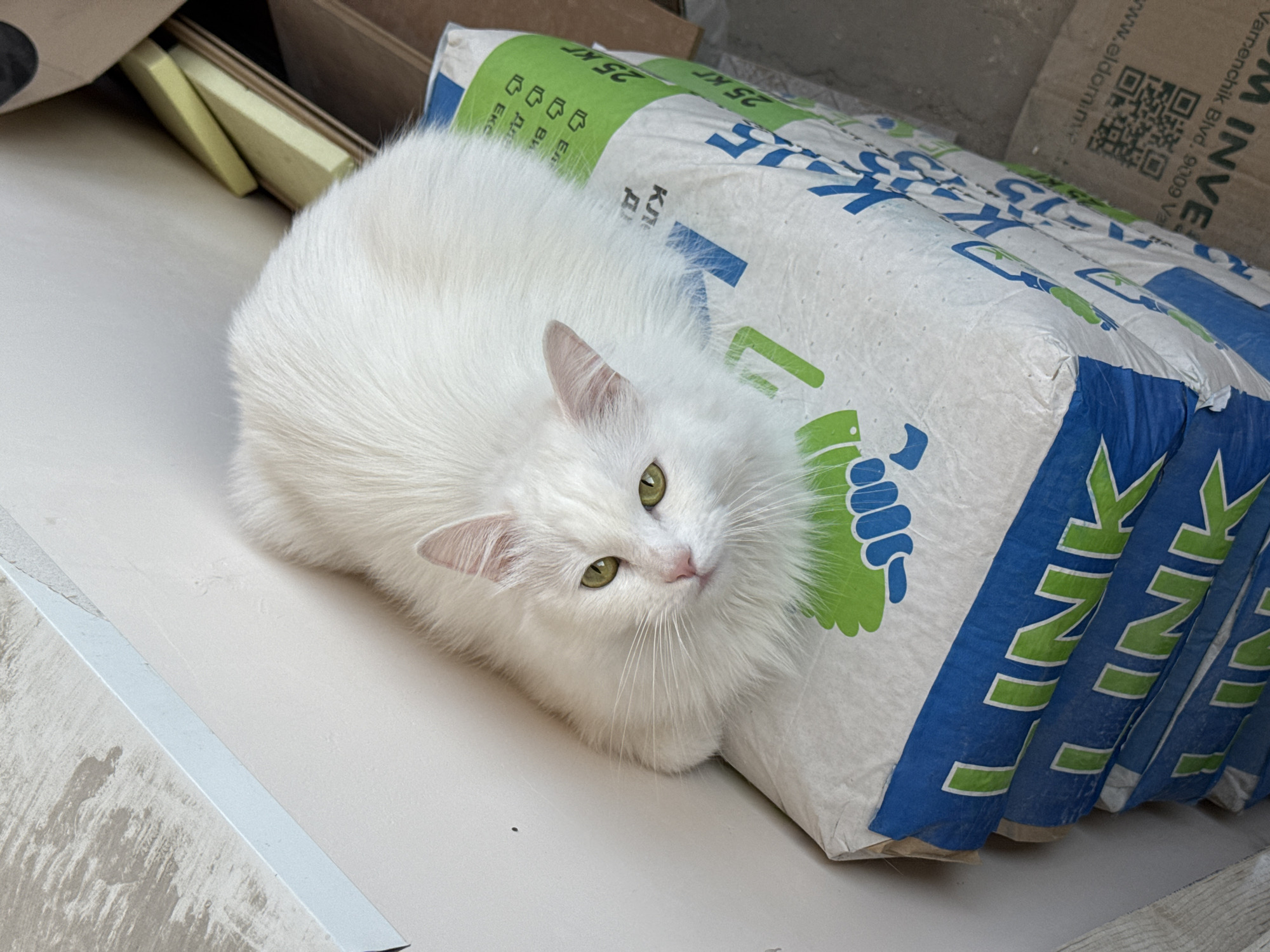 A fluffy white cat with bright green eyes is lying on a bag of building materials. The bag is white with blue and green lettering and graphics, including the word "LINK" repeated in a stylized font. Some text on the bag is visible, including "25 кг" and what appears to be a website address, "www.eldomineat". The cat is nestled comfortably against the bag, with its head turned towards the camera, appearing alert and curious. The scene appears to be indoors, possibly in a construction or storage area, given the presence of the building materials and what looks like some wooden planks or framing in the background. The lighting suggests it could be daytime. The cat's relaxed posture indicates a sense of comfort and security in its surroundings.