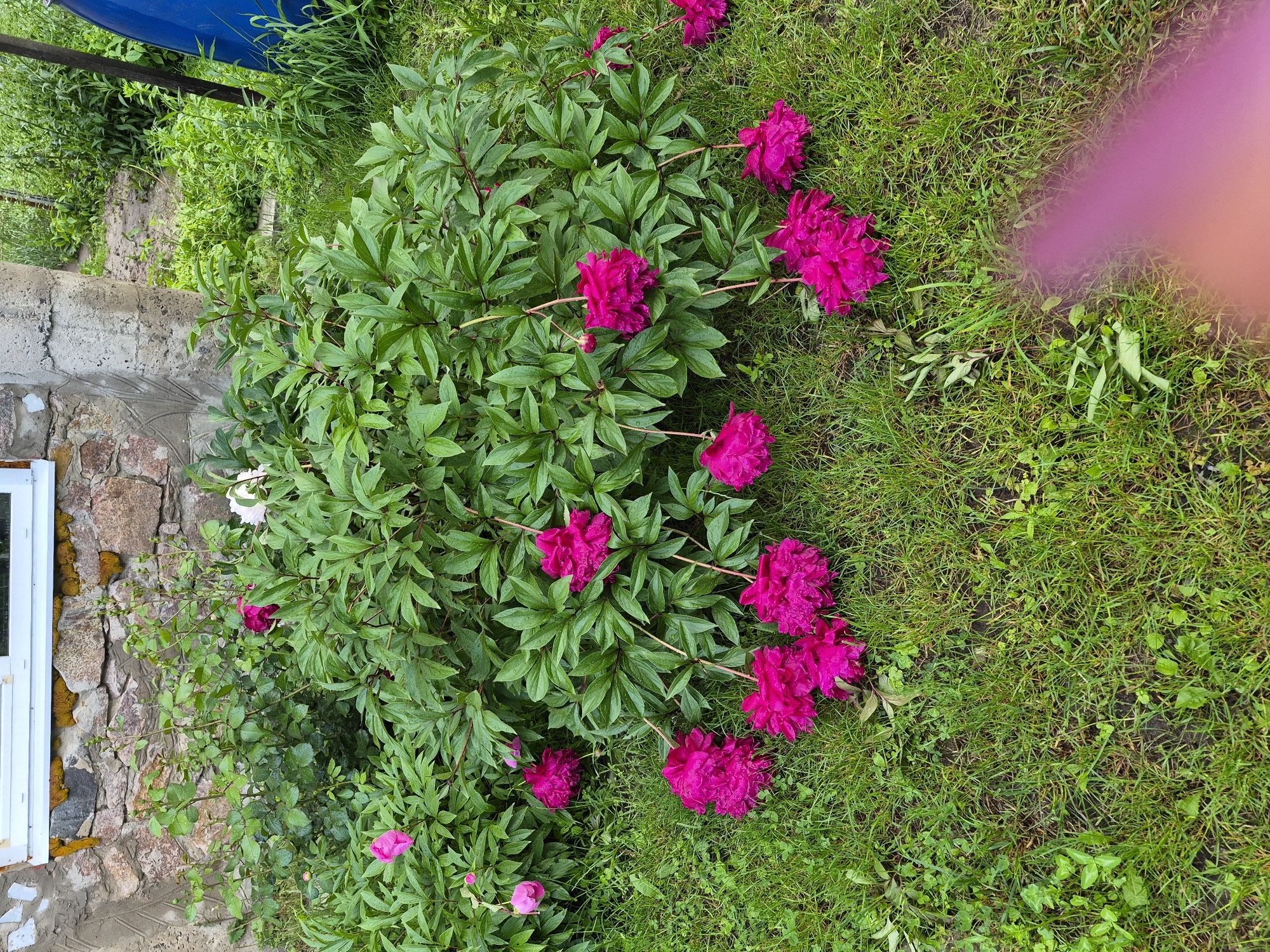 The image depicts an outdoor garden scene in Hlevakha, Ukraine, featuring a large peony bush with vibrant flowers. In the foreground, green grass appears damp, possibly from recent rain or dew. Several large, dark magenta peony flowers are either lying directly on the grass or drooping heavily from their stems, resting on the ground. The flowers show visible water droplets. A blurry magenta streak, consistent with a finger or hand partially obstructing the camera lens, is visible in the bottom right corner of the image.
The central subject is a robust peony bush with dense, healthy green foliage. Numerous dark magenta peonies are visible, many bending significantly under their own weight, causing them to point downwards or touch the ground. A single lighter pink peony flower is visible towards the top left of the bush, and a single white peony flower is partially visible near the top right, behind a thin branch from another plant.
In the background, a building wall constructed from rough-hewn stone blocks with visible mortar and concrete patching is present on the left. Patches of yellow-orange lichen or moss adhere to the stone surface, particularly beneath a horizontal white-framed window visible at the top left. To the immediate left of the main peony bush, a smaller bush with finer green leaves and reddish stems grows against the wall. To the right of the peony bush, the background consists of overgrown, tall green vegetation, including grasses and weeds. A dark blue, curved object, possibly a large plastic barrel or container, stands vertically on the far right, partially obscured by the vegetation and a dark wooden stake or post. A faint dirt path is visible beyond the vegetation in the deeper background. No people are present in the scene. The lighting suggests an overcast day or early morning/late evening conditions, with no harsh shadows.