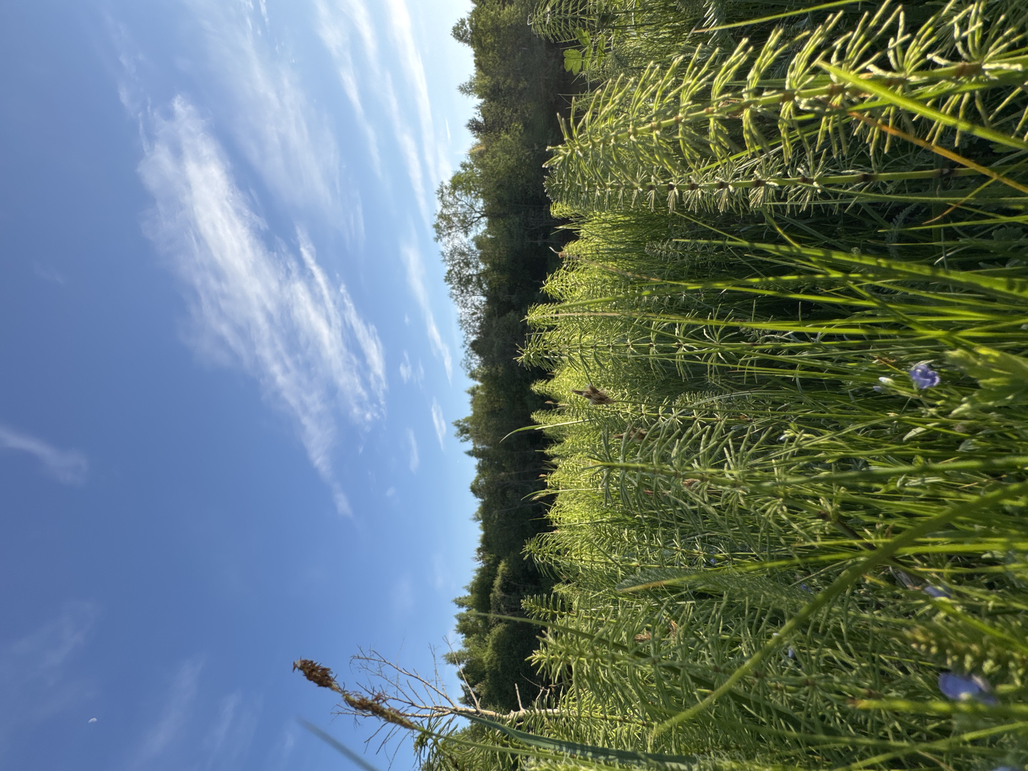 The image shows a view of the sky and landscape, taken from a low angle. The sky occupies the left side of the frame, featuring a bright blue color with scattered streaks of white clouds. On the right, a dense patch of green vegetation dominates, potentially a field or marshy area. A line of trees forms a backdrop, suggesting a forest edge or boundary. The camera is positioned close to the ground, highlighting the texture and details of the plant life.
I cannot determine the location as Egorii, Russia based on the visual information provided. There is nothing apparent in the image that would help me determine the location of the photo, based on the sky, vegetation, etc.