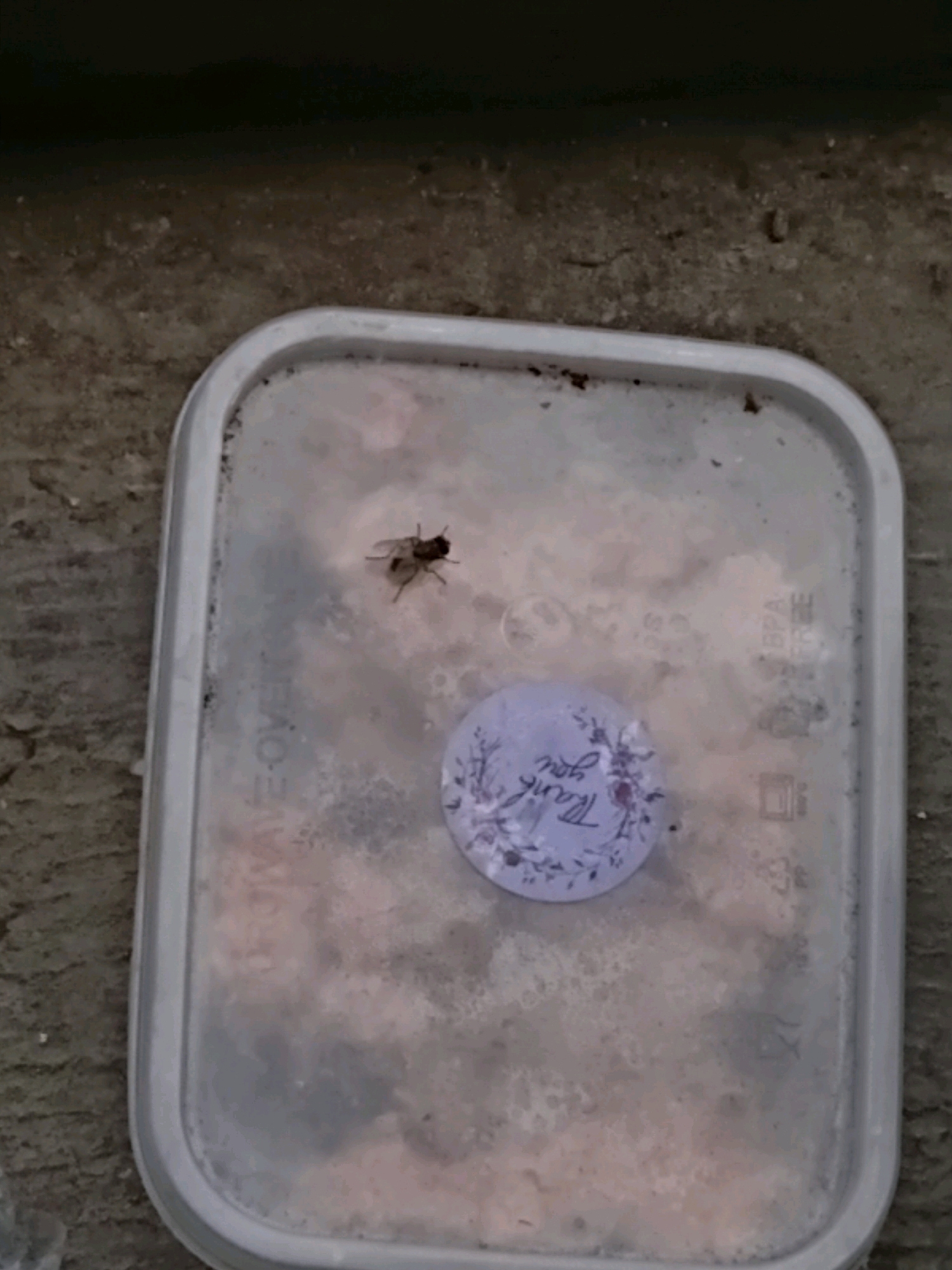 A single housefly is visible on the surface of a translucent plastic container. The container, which appears to be a food storage box, has a light-colored lid and contains a pinkish, possibly food-related substance with some bubbles. A circular sticker with a floral design and the text "Thank you" in cursive is affixed to the inside surface of the container. The container is resting on a rough, concrete-like surface. The background is dark and out of focus. The scene is likely outdoors, given the texture of the ground and the lighting. This image was captured in Karangmoncol, Indonesia.