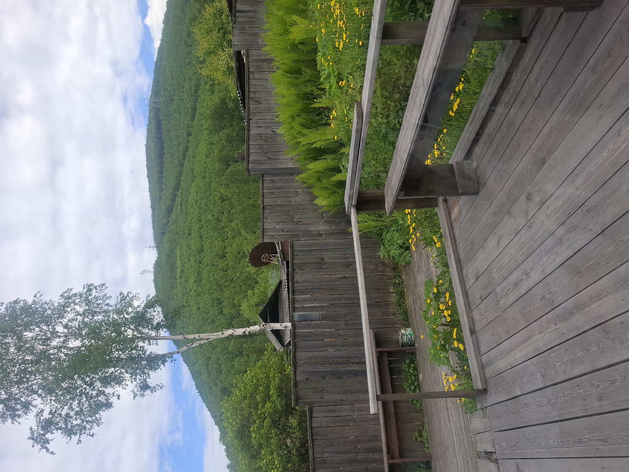 The image depicts an outdoor wooden deck with a weathered grey finish. A simple wooden bench with a slatted seat and backrest is positioned on the deck, facing a wooden fence. Beyond the fence, a lush green hillside covered in dense trees rises under a partly cloudy sky. Small yellow wildflowers are scattered in the grass on the other side of the fence, alongside vibrant green ferns. A tall, slender birch tree with white bark stands prominently to the left of the fence, its leaves a bright green. In the background, a glimpse of a rustic building with a dark roof is visible behind the fence, with a satellite dish mounted on it. The scene appears to be in a natural, possibly rural setting. The location is identified as Sukhoy Ruchey, Russia.
