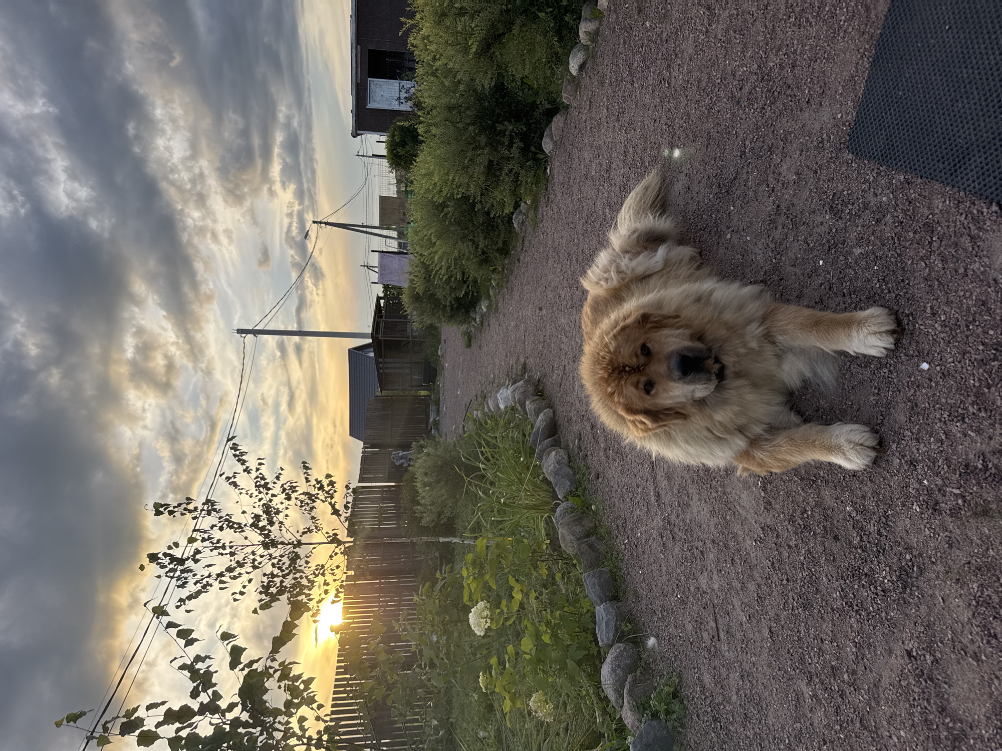 The image depicts a fluffy, light brown dog lying on a gravel path in what appears to be a rural or suburban setting in Kempelevo, Russia. The dog is in the foreground, facing the camera with its front paws extended. Behind the dog, the path curves through a garden area with green bushes and plants, bordered by stones. Further in the background, there are several small structures, including a wooden fence, a shed, and what looks like a house. Utility poles with wires are visible against a sky filled with dramatic, cloudy sunset hues of orange, yellow, and gray. The overall scene suggests a peaceful evening in a residential area.