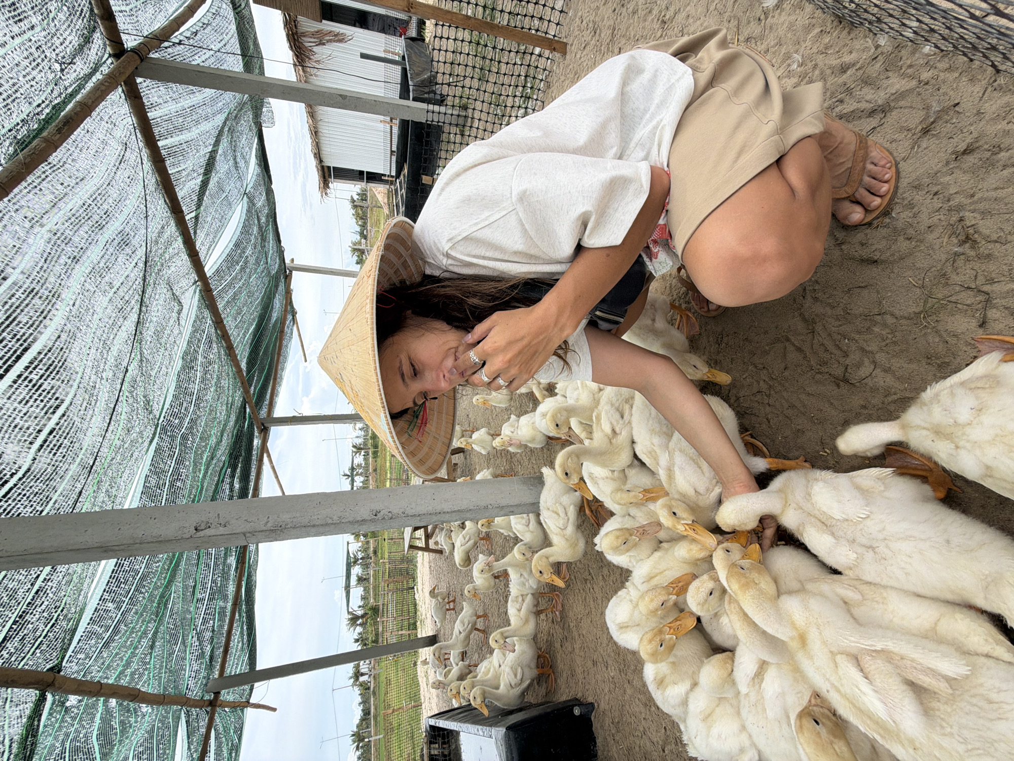 In Hoi An, Vietnam, a person wearing a conical hat and a light-colored t-shirt crouches amidst a flock of young, white ducks. The person extends a hand towards the ducks, some of which are gathered around the hand, seemingly interacting with it. The ground is covered in sand, and the scene is partially shaded by a green mesh canopy supported by wooden beams and concrete pillars. In the background, a white building with a thatched roof is visible, along with a fenced enclosure and agricultural fields. The overall impression is one of a duck farm or sanctuary in a rural setting.
