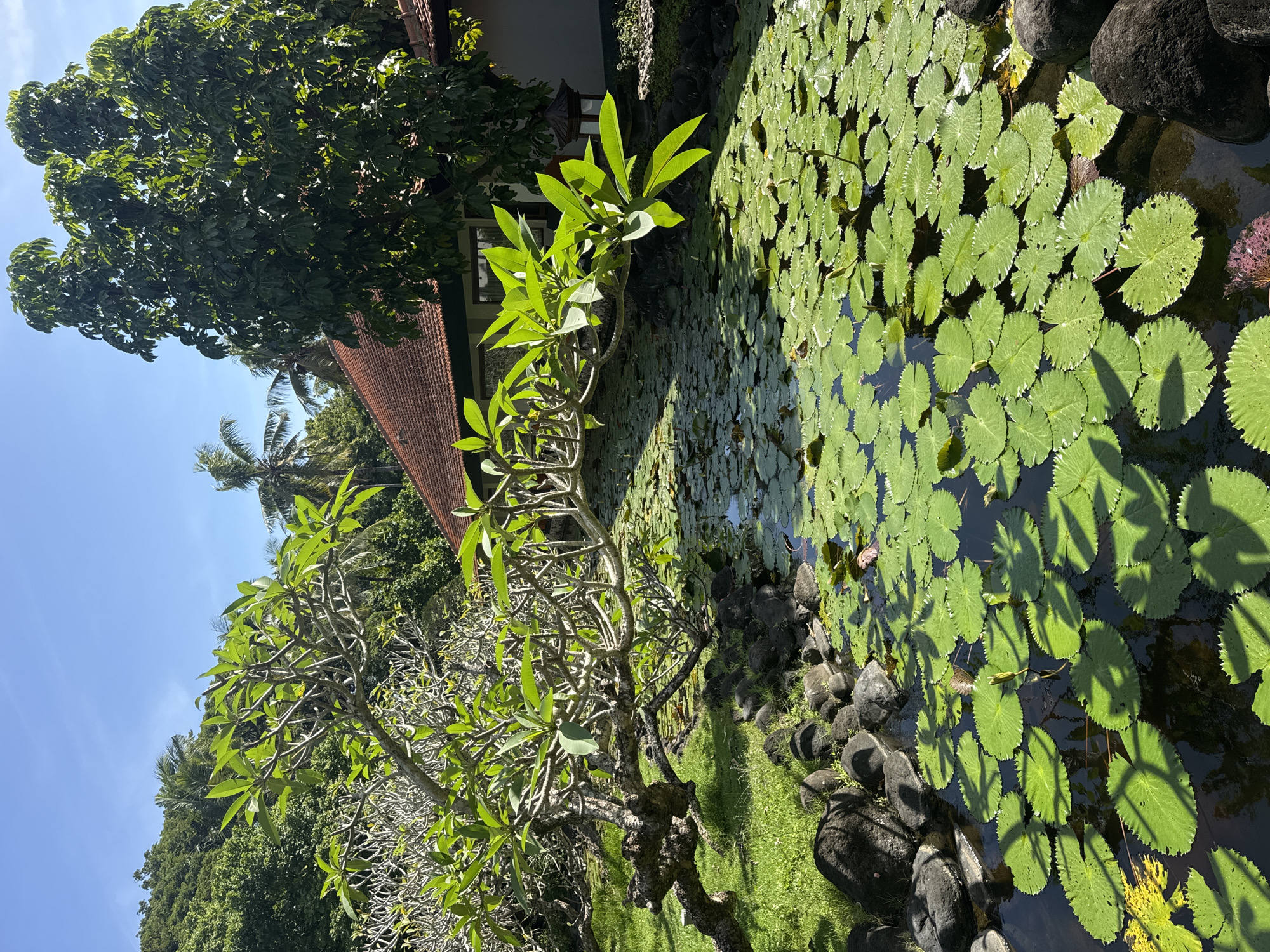 The image depicts a tranquil scene in Kuta Selatan, Indonesia, featuring a pond densely covered with lily pads. Sunlight casts shadows across the water surface, creating patterns on the lily pads. The edge of the pond is lined with dark, rounded stones and patches of green grass. Frangipani trees with slender branches and bright green leaves are visible along the pond's edge. A building with a red-tiled roof can be seen in the background. Additional trees and foliage suggest a lush, tropical environment. The sky is clear and blue, indicating a sunny day.