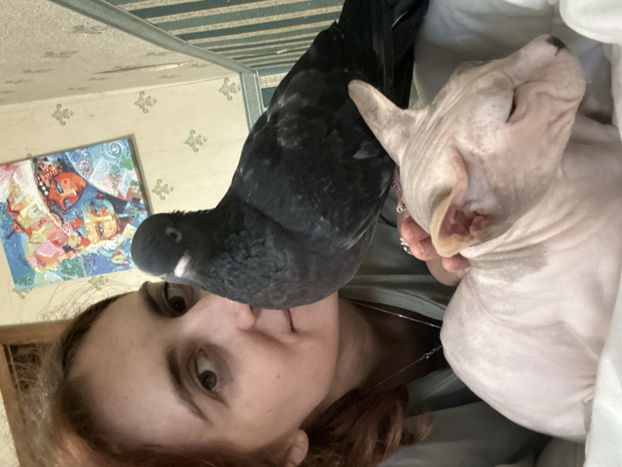 A close-up, eye-level, indoor photograph shows a person, a pigeon, and a Sphynx cat. The person, on the left, has reddish-brown hair and is looking at the camera. A black pigeon is perched on the person's shoulder and chest. A light pink Sphynx cat is in the foreground, nestled on a white surface and looking down. The background features a wall with striped wallpaper and a framed artwork depicting colorful faces. The image appears to be taken in a residential setting, possibly a living room.