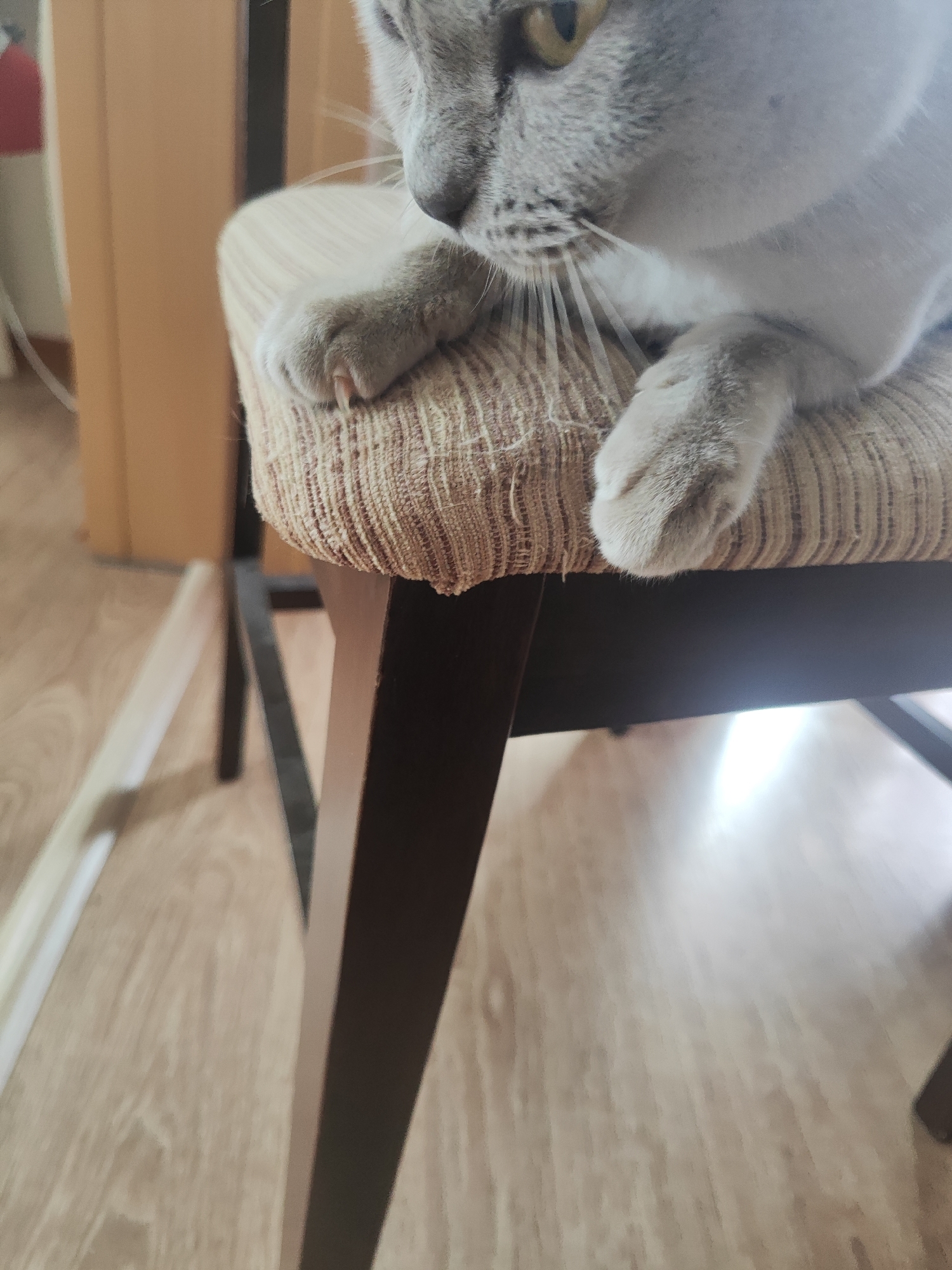 A close-up, low-angle shot captures the paws of a gray cat resting on the textured fabric seat of a chair. The cat's right front paw is visible, with claws extended slightly. The chair has a brown wooden frame, and the legs of the chair are also visible. The background shows a wooden floor and a portion of a wall, suggesting an indoor domestic setting, likely a home. The image does not contain any identifiable landmarks or elements that would specifically place it in the city of Gvardeysk, Russia.
