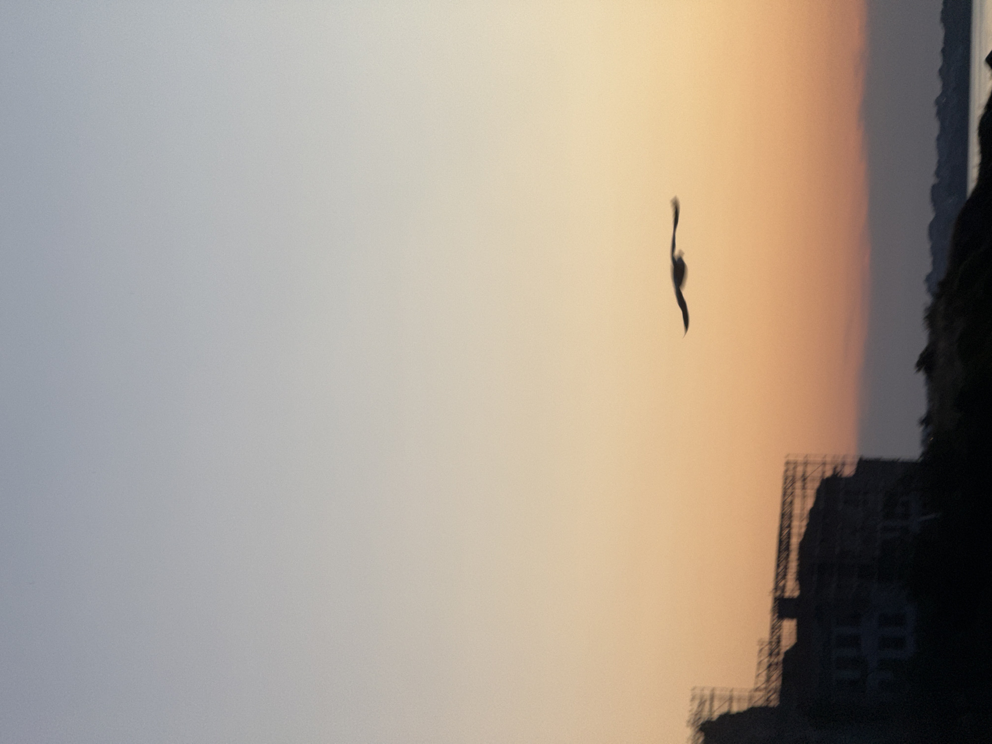 A silhouette of a bird in flight is captured against a gradient sky transitioning from pale blue at the top to soft orange and peach hues towards the horizon. In the lower left quadrant, a dimly lit, partially constructed building complex is visible, its dark silhouette contrasting with the brighter sky. The building appears to be undergoing renovation or new construction, indicated by scaffolding surrounding its upper levels. The overall scene is serene, with the blurred outlines suggesting a late afternoon or early evening setting. The location is the Old Town of Sozopol, Bulgaria, near the coast.