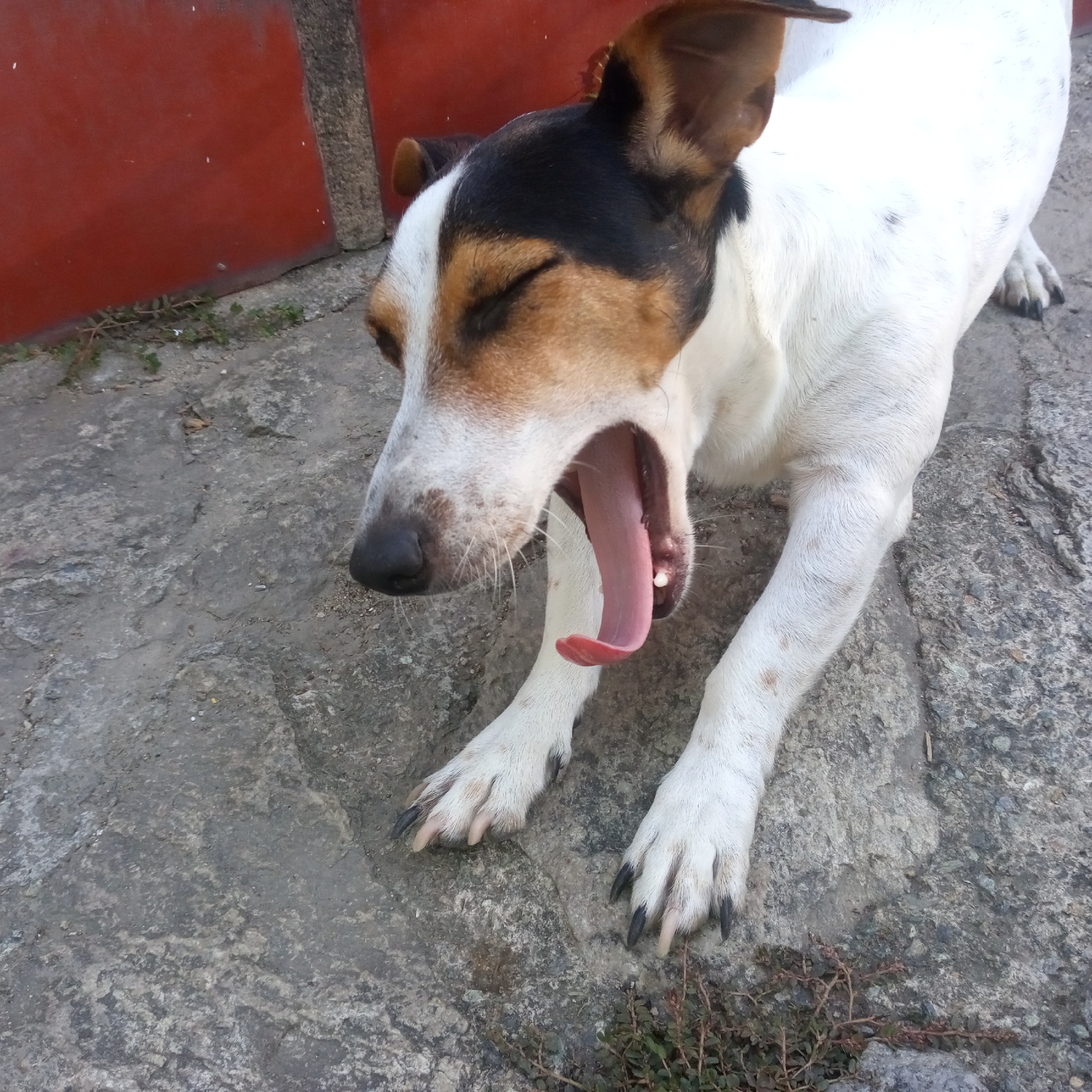 A medium shot captures a small, white and brown dog yawning widely while lying on rough, grey pavement in El Limón, Venezuela. The dog's eyes are closed, and its pink tongue and teeth are visible inside its open mouth. Its front paws are extended forward on the ground. Behind the dog, a portion of a vibrant red wall is visible. The ground is textured concrete with scattered green foliage.
