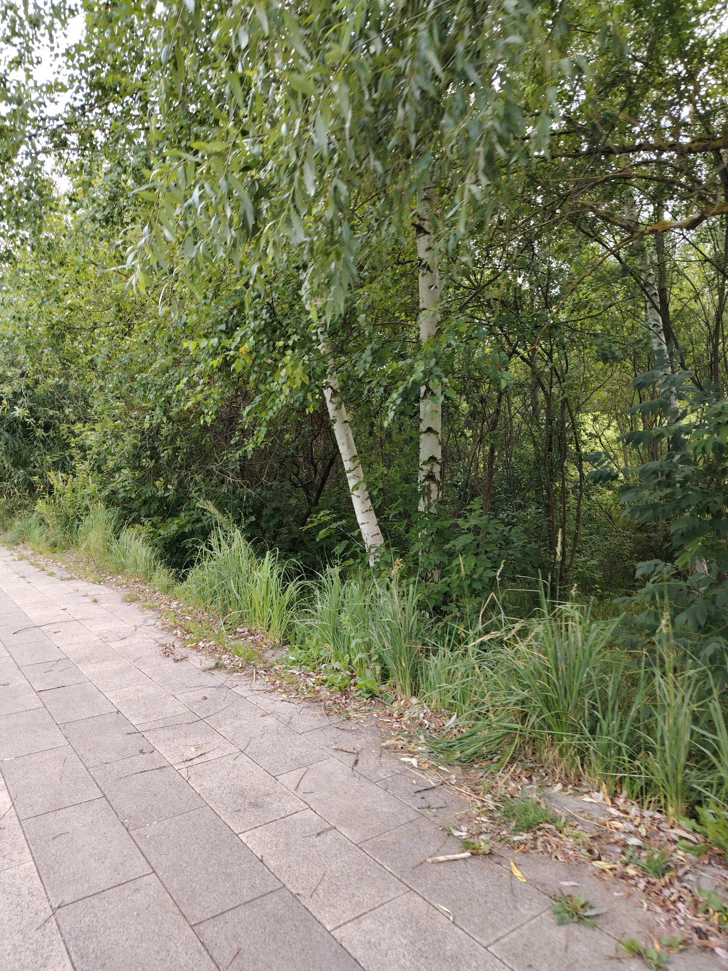 The image depicts a paved walkway on the left side, bordered by a dense line of overgrown green grass and foliage on the right. The grass is lush and tall, with some dead leaves and twigs scattered at its base and on the edge of the walkway. Beyond the grass, a thicket of trees and bushes forms a verdant backdrop, with sunlight filtering through the leaves. Notably, several birch trees with white bark and dark markings are visible among the greenery, suggesting a park or a naturalized area within an urban setting. The paved walkway is composed of light grey square tiles, showing signs of wear and the presence of a few fallen leaves and small twigs. The overall scene suggests a well-maintained but slightly wild edge of a park or natural area in Zelenograd, Russia, likely during the daytime given the ambient light. There are no people or animals visible in the image.