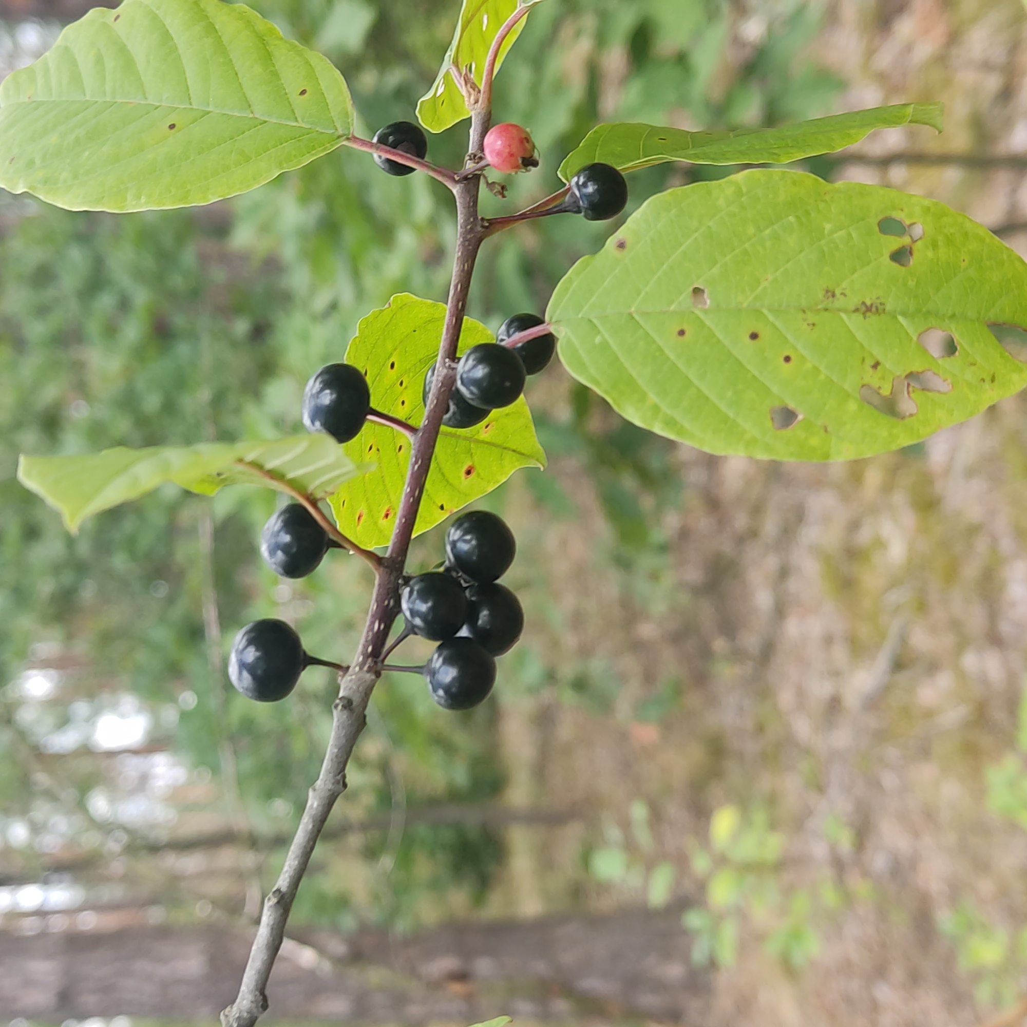 The image is a close-up shot of a branch with dark berries and green leaves in a wooded area. The berries are small and round, with some appearing clustered together. There is also a single reddish berry visible. The leaves are a vibrant green, some with small holes and dark spots. The background is blurred, showing trees and foliage, suggesting an outdoor, natural environment. The lighting is soft, indicating it might be overcast or late in the day. The image does not contain any specific details that would allow for pinpointing a location within Kotsiubynske, Ukraine, or any other city.