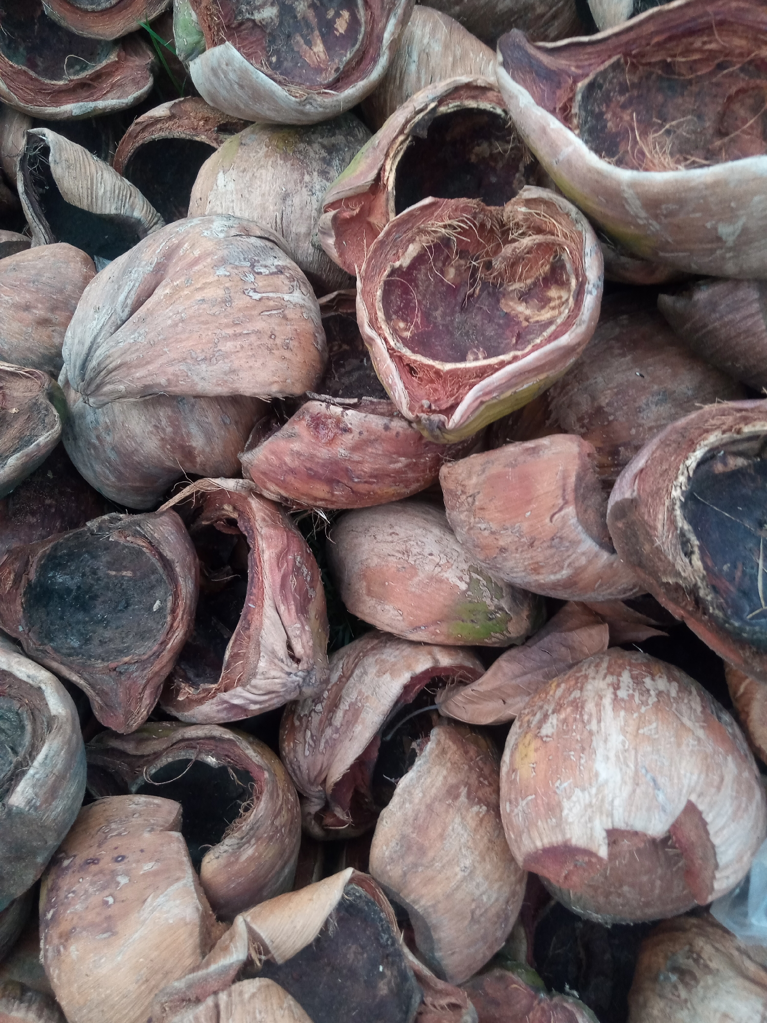 The image is a close-up, overhead view of a large pile of discarded coconut shells. The shells are brown and fibrous, with some showing remnants of the white inner flesh and dark brown interior. They are cracked and broken, with some pieces resembling bowls or cups. The arrangement is dense and chaotic, with no discernible pattern or organization. The lighting is natural, and the focus is sharp on the foreground objects, with the background slightly blurred. No people, animals, or other objects are visible in the frame. The scene appears to be outdoors, possibly in a waste area or a market. The image does not provide any specific geographical markers to confirm its location in Mesjid, Indonesia, beyond the user's prompt.