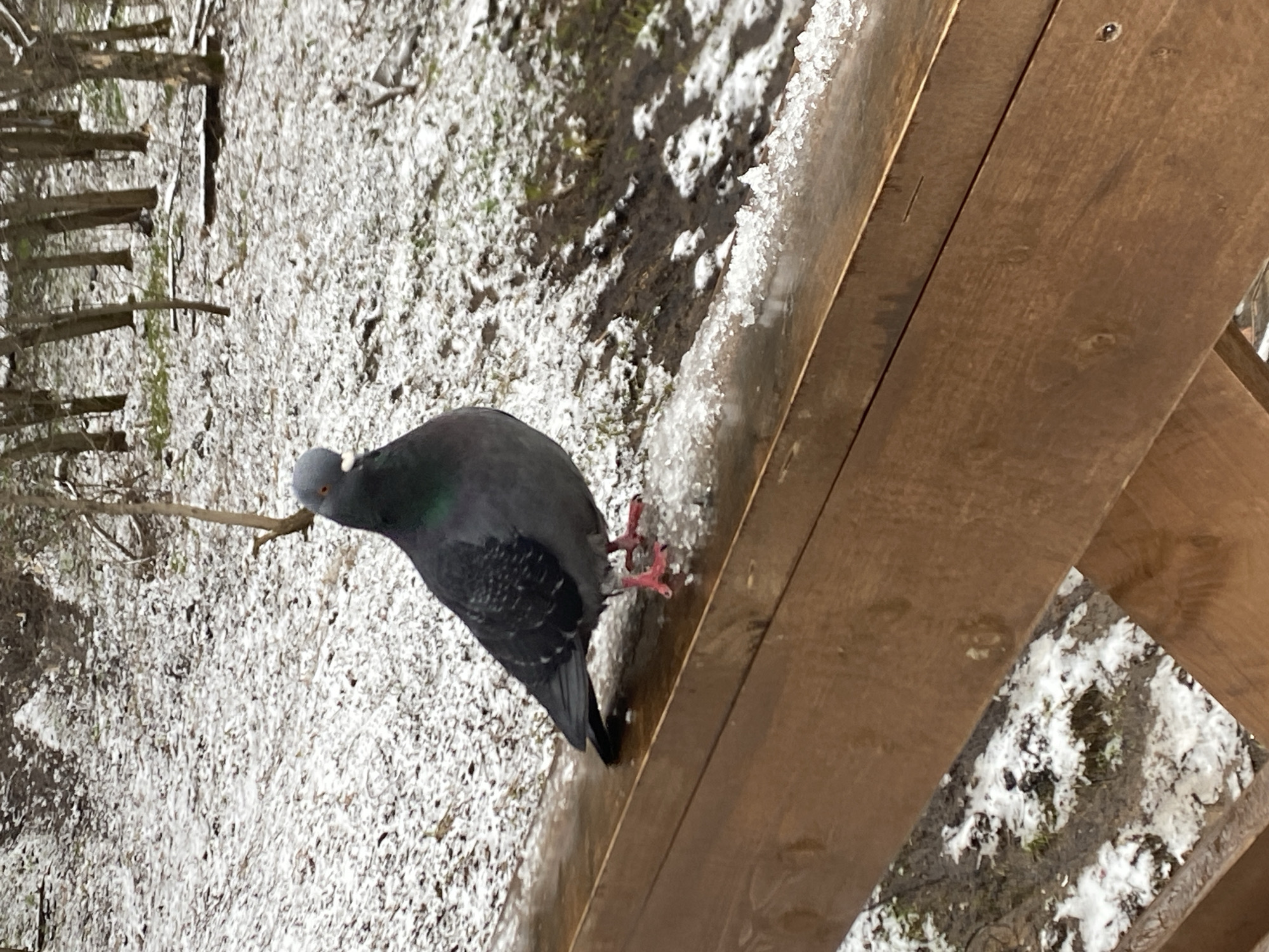 This image captures an outdoor winter scene in Perm, Russia, featuring a single rock pigeon. The pigeon, with its characteristic dark grey plumage and iridescent green and purple sheen on its neck, is the primary subject. It stands on or immediately adjacent to a wooden structure, possibly a fence or railing, looking directly towards the viewer with its head slightly tilted. Its red-colored feet are clearly visible against the snow.
The setting is a snowy environment. The ground is partially covered with a thin layer of white, granular snow, revealing patches of dark earth, dry vegetation, and some hints of green grass underneath. In the background, numerous thin, bare tree branches and twigs are visible, indicating deciduous trees in winter. The wooden structure, made of brown planks, has some snow accumulated on its upper surface. The lighting suggests it is daytime, likely overcast, given the soft, diffused light and the absence of strong shadows. There are no human subjects or visible text in the image. The overall impression is one of a quiet, cold winter day.