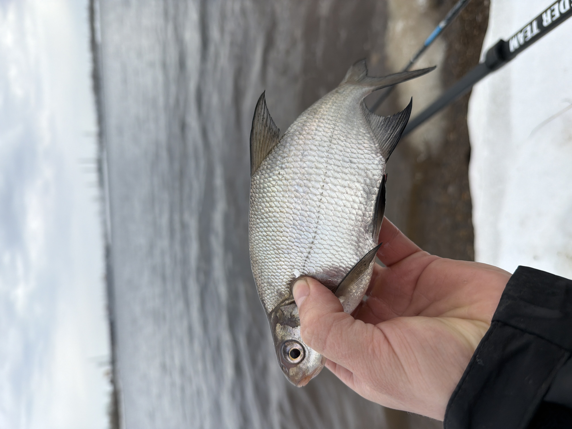 A person holds a silver fish in their hand. The background shows a body of water and snow. The image was taken in the city of Noviy, Russia. A fishing rod is visible in the upper right corner. The person is wearing a black jacket. The fish has silvery scales and dark fins.