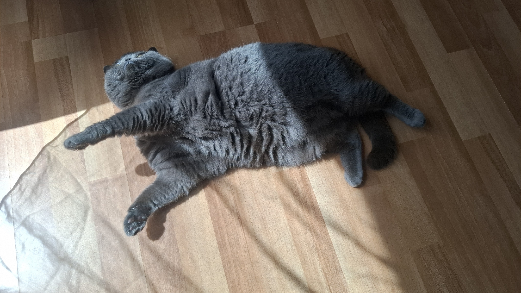 A gray cat is lying on a wooden floor. Light shines in stripes across the floor and cat. The cat is lying on its side, with one front paw extended and the other tucked underneath it. The location is unknown and could not be determined from the image.