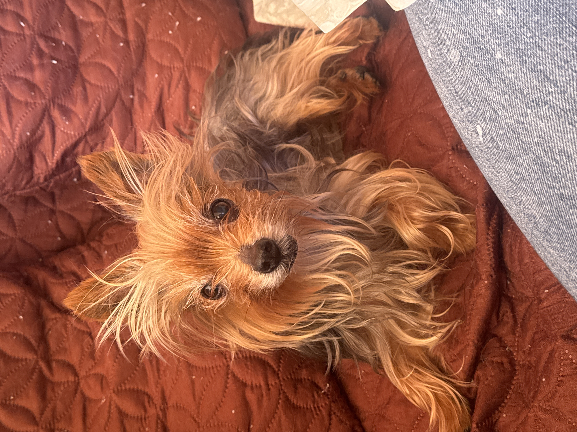 A medium shot, from above, depicts a Yorkshire Terrier sprawled on a brown, quilted blanket with what appears to be a denim-clad leg to the right side of the frame. The dog is centrally positioned, looking up at the camera with wide, brown eyes. Its fur is a mix of golden blonde and brown. The blanket exhibits a quilted diamond pattern and is adorned with small, white specks. The scene is indoors. There is no information to suggest the image was taken in Burgas, Bulgaria.