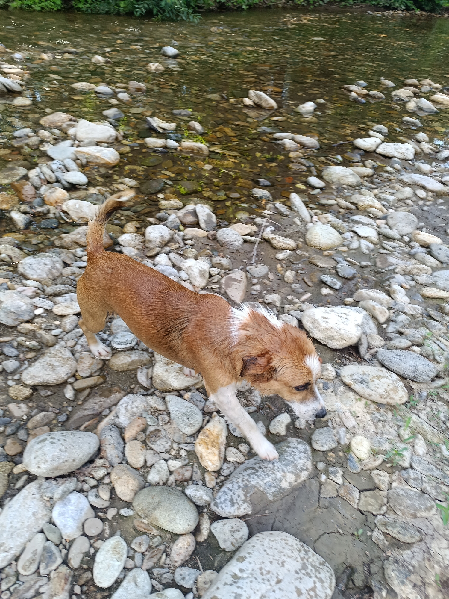 An adult, short-haired, mixed-breed dog with brown and white fur is walking on a rocky shore next to a shallow body of water. The dog is facing right, with its head lowered, sniffing the ground. The environment appears to be a natural setting, likely a riverbank, with numerous smooth, grey, and white rocks scattered along the shore. Green foliage is visible along the edge of the water in the background. The water itself is clear, with the rocky bottom visible beneath its surface. The overall scene suggests a moment of exploration or foraging by the dog in a natural outdoor environment. The specific location of Stănești, Romania, is not discernible from visual cues in the image itself, but if this is confirmed to be from Stănești, Romania, it depicts a dog in a natural setting within that area.