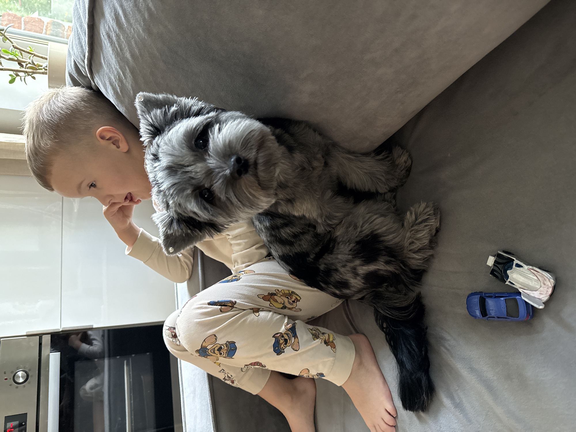 A young boy is sitting on a grey couch, looking to the left. He is wearing light-colored pajamas with a Paw Patrol pattern. Next to him sits a small, grey dog with dark markings on its face and body. The dog is facing the camera and appears to be looking directly at it. In front of the dog, on the couch, are two toy cars, one blue and one white and silver. Behind the boy and dog, part of a modern kitchen appliance, possibly an oven, is visible. The environment suggests an indoor setting, likely a home living room or kitchen area, and is not specifically identifiable as being in Chaikovsky, Russia.