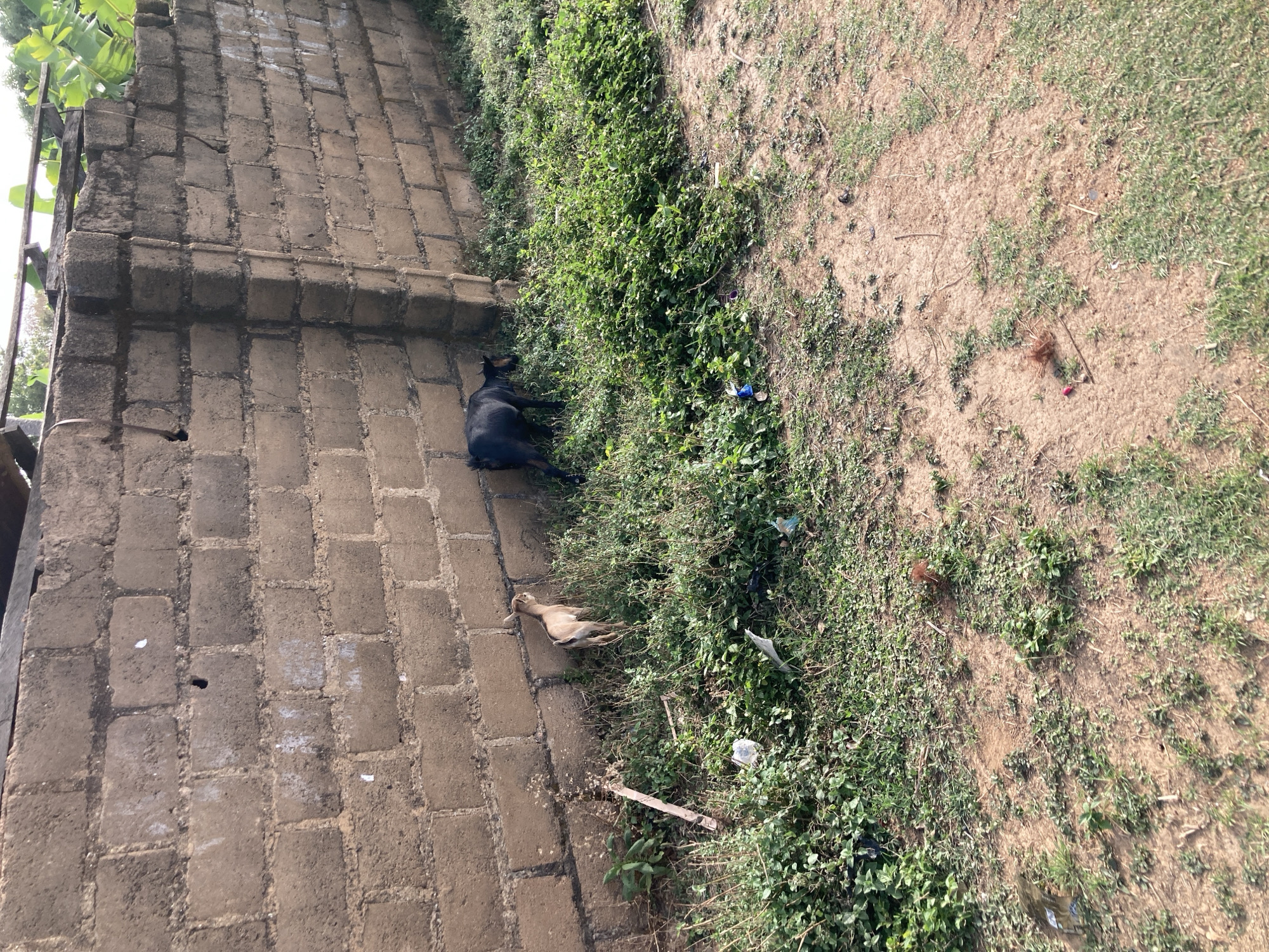 The image shows a scene from Jos, Nigeria. A low brick wall runs along the left side, with a black dog lying near the top edge of the wall. A dead bird lies further down the wall, near the bottom edge of the frame. To the right of the wall is vegetation, a mix of grass and weeds. There is litter scattered through the vegetation, including plastic and paper debris. The ground visible beyond the vegetation is mostly bare earth.