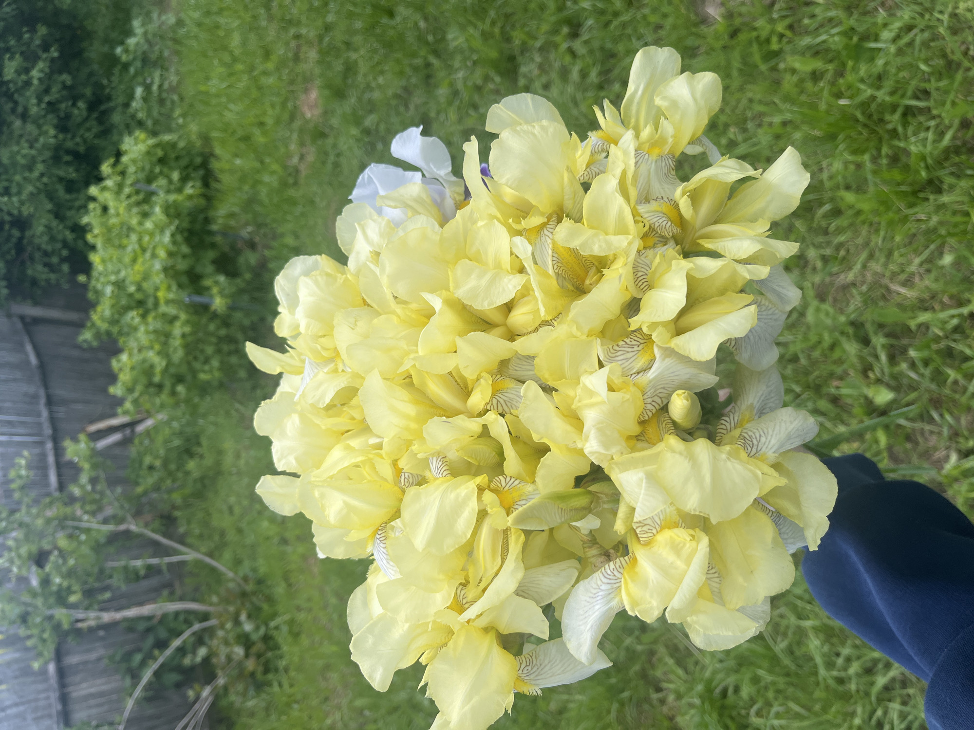 The media file presents a vibrant, generously sized bouquet of irises, held by a person whose arm is partially visible in the lower right, covered by a dark blue sleeve. The flowers are predominantly bright yellow, with some individual irises or petals appearing in a paler, almost off-white hue. Many of the lighter petals are adorned with delicate, distinct dark brown or grey veining patterns. The bouquet is densely packed with numerous fresh blossoms and buds, creating a full and lush appearance.
The setting is outdoors, in what appears to be a garden or natural grassy area in Новая Тура, Russia. The background is softly out of focus, highlighting the flowers. It features lush green grass and verdant foliage from trees or bushes. On the far left, a faint, blurred wooden fence or structure can be discerned amidst the greenery.
The scene is illuminated by bright, natural daylight, indicating a pleasant daytime, possibly under clear or lightly overcast skies. There are no harsh shadows, contributing to a soft and inviting ambiance. No text is visible in the image.