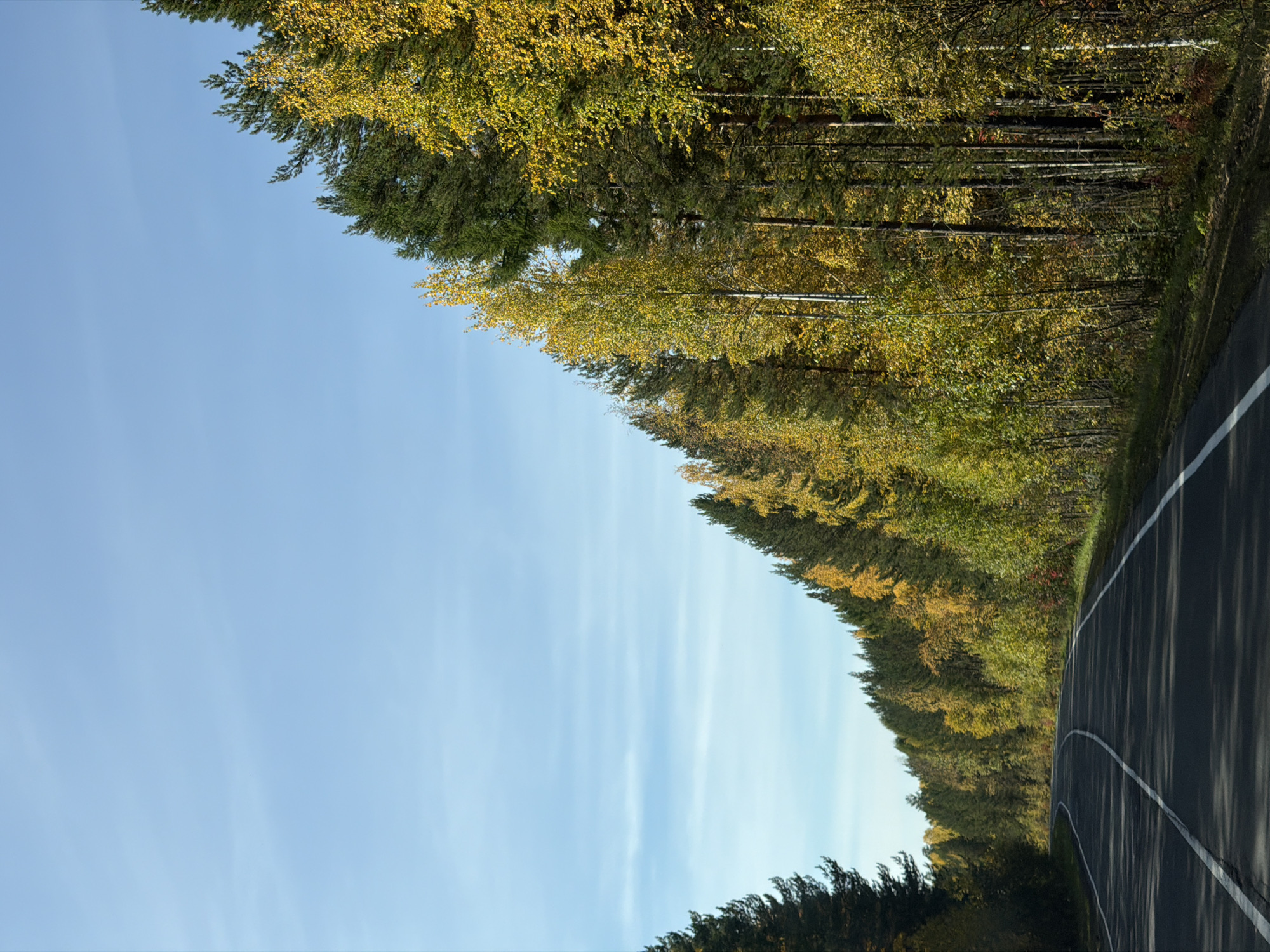 The image shows a winding paved road with white lane markings passing through an autumnal forest. The trees on either side of the road are a mix of green evergreens and deciduous trees displaying vibrant yellow and green foliage. The sky is a clear, pale blue with faint wisps of clouds. The road curves to the left, disappearing into the distance. The scene is consistent with a natural landscape in or around the city of Sedanovo, Russia, during the autumn season. No people or animals are visible in the image.