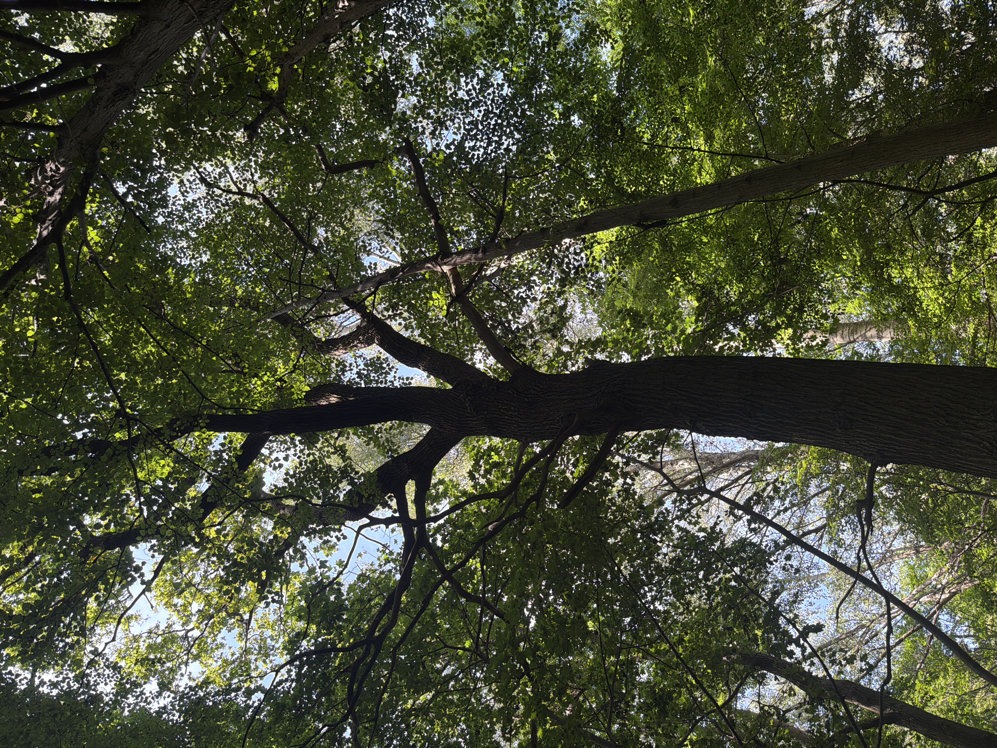 The image is a low-angle view looking up through a dense forest canopy, likely in Baltiysk, Russia. The foreground is dominated by the thick, textured bark of a large tree trunk on the right, its branches reaching upwards and outwards. Sunlight filters through the vibrant green leaves, creating dappled patterns and illuminating the foliage. Other tree trunks and branches are visible in the midground and background, creating a layered effect. The sky, a pale blue, is visible in patches through the gaps in the leaves. The scene suggests a natural, wooded environment, possibly a park or a forest on the outskirts of the city. There are no people or animals visible in the image.