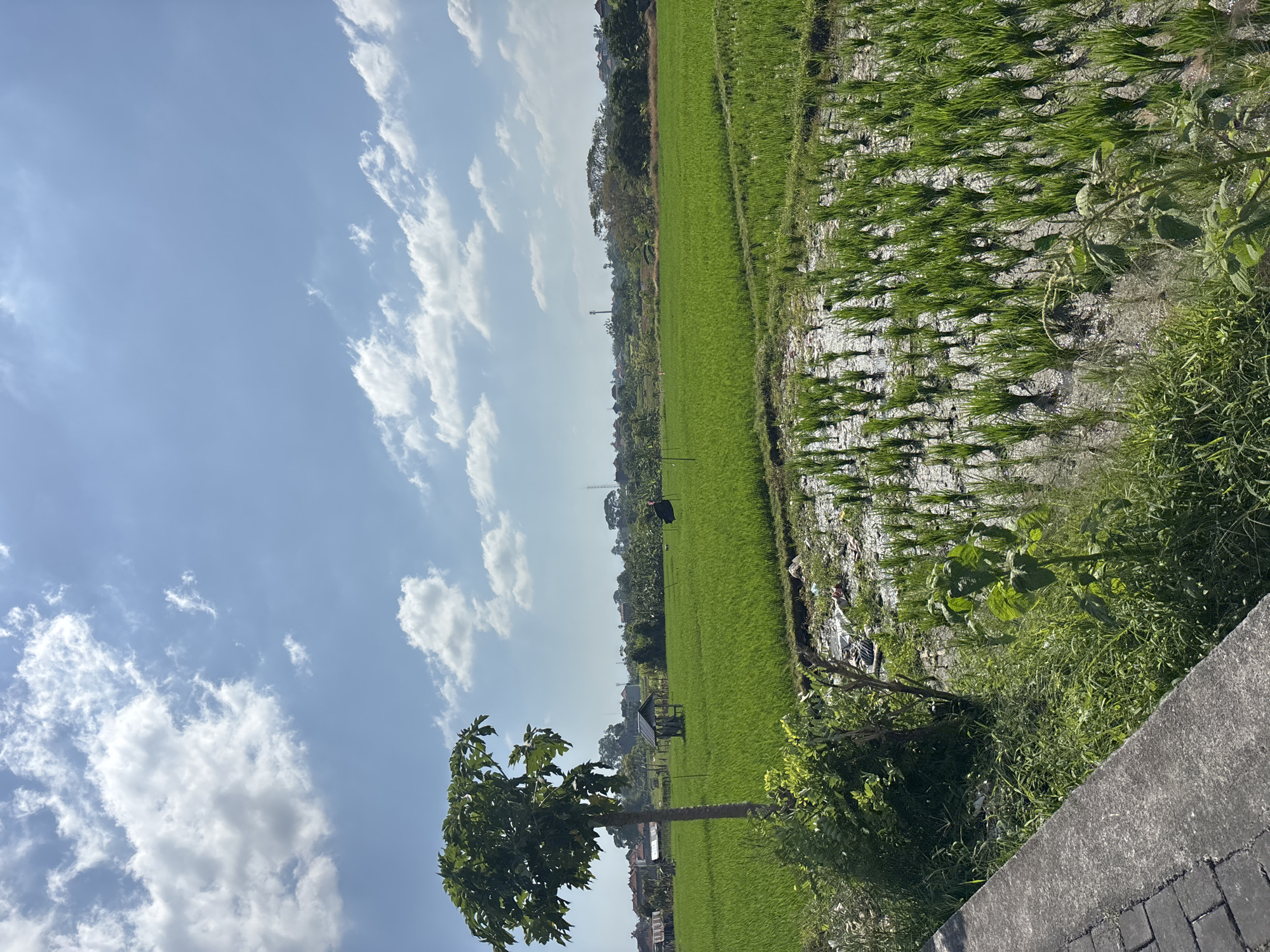 This is a landscape photograph of a lush green rice paddy field in Denpasar, Indonesia, under a bright blue sky with scattered white clouds. In the foreground, a concrete walkway with interlocking pavers runs along the left side of the image. Adjacent to the walkway, on the right, is a patch of overgrown vegetation and the edge of the rice paddy. The paddy itself is partially flooded, with rows of young green rice plants clearly visible. Further into the field, a small, dark-roofed hut stands amongst the rice stalks. A lone tree with a full canopy of leaves is positioned to the left of the hut. In the middle ground and background, more rice fields stretch out, interspersed with trees and a few buildings with red-tiled roofs, suggesting a rural or semi-rural setting on the outskirts of Denpasar. The overall impression is one of agricultural abundance and a serene, sunny day.