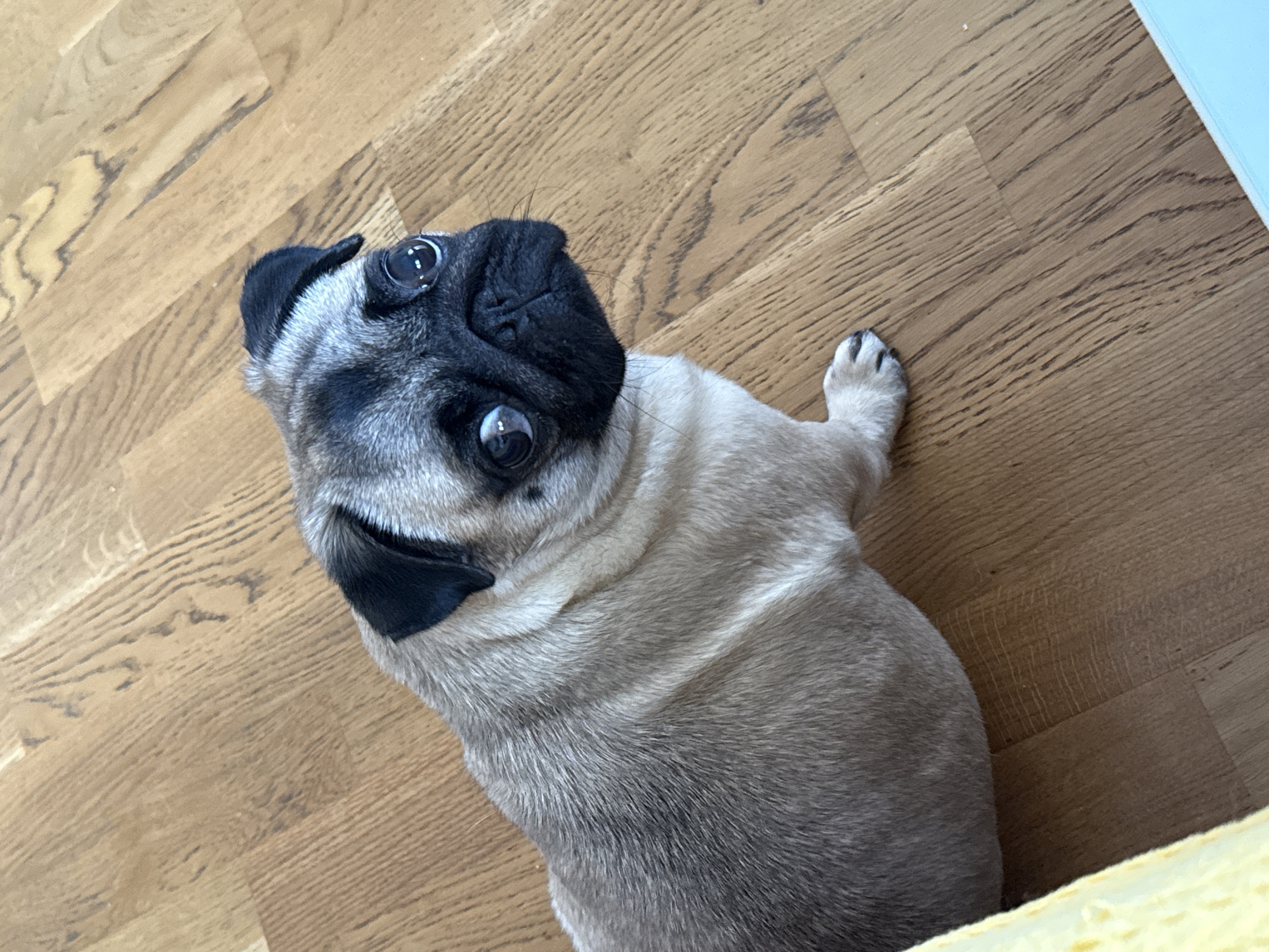 A pug dog with fawn-colored fur and black markings sits on a polished wooden floor. The dog is facing towards the right side of the frame, looking up with its large, dark eyes. The floor is made of wide, light-brown wooden planks with visible grain patterns. A portion of a yellow object is visible in the lower left corner of the image, and a sliver of a light blue object is in the lower right corner.
