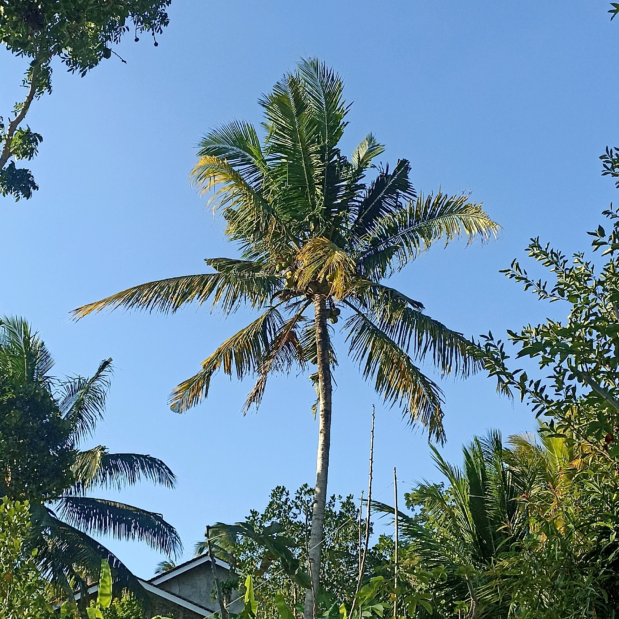The image depicts a clear blue sky above a tropical landscape in Wonogondo, Indonesia. A tall coconut palm tree, laden with green coconuts, dominates the center of the frame. Its fronds fan out widely, with some showing signs of yellowing and drying at the tips. Surrounding the central palm are various other trees and dense foliage, creating a vibrant green backdrop against the sky. In the lower portion of the image, the roof of a building with grey walls and a brown tile roof is partially visible, suggesting a residential area or a rural dwelling. The overall scene conveys a sense of natural beauty and the typical environment of a tropical region.