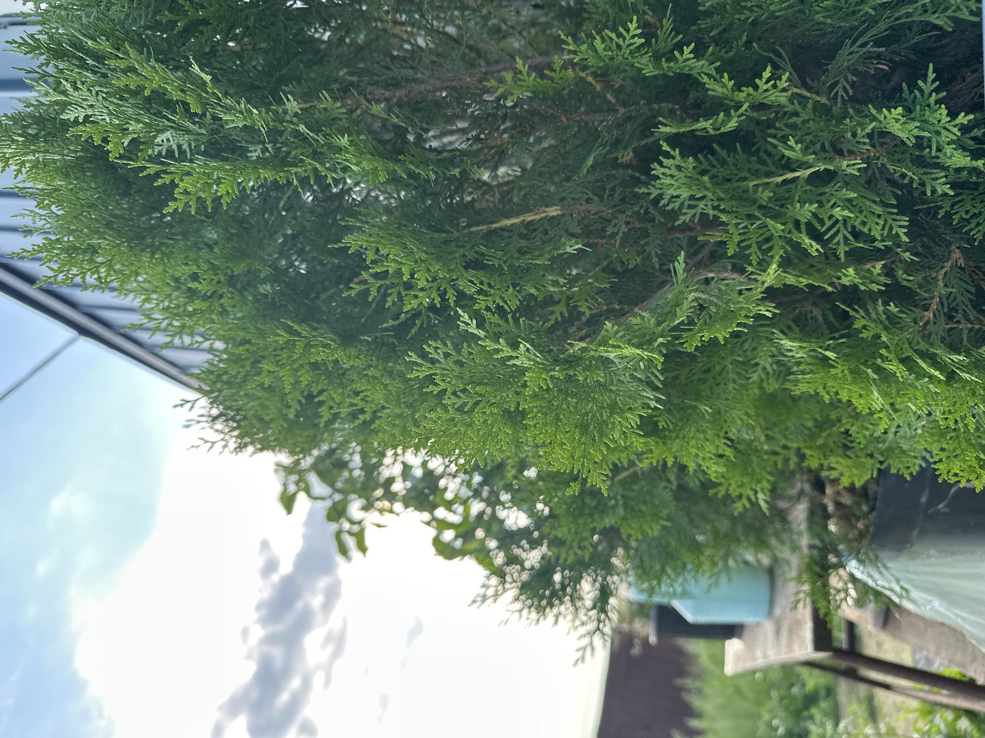 A close-up, eye-level, medium shot captures a vibrant green coniferous tree, likely a cypress or cedar, dominating the foreground of the image. The tree's textured foliage, composed of small, scale-like leaves, is densely packed, with some branches appearing lighter green and others darker, suggesting depth and sunlight. Behind the tree, the background is blurred, hinting at an outdoor environment. To the left, the hazy outline of another, less dense green bush or tree is visible, its leaves appearing softer and rounder. Further back, a light blue plastic container or bottle rests on a weathered wooden surface, possibly a table or shelf. The surface itself appears rough and aged. The sky above is partly cloudy, with patches of bright white and soft grey clouds against a pale blue sky. On the far left, a sliver of a dark brown fence or building is barely visible. The overall impression is one of a serene, possibly suburban or rural outdoor setting, with a focus on the lush greenery of the foreground tree. The image is not specific to the city of Улля, Russia, as there are no identifiable landmarks or contextual clues to pinpoint a specific location.