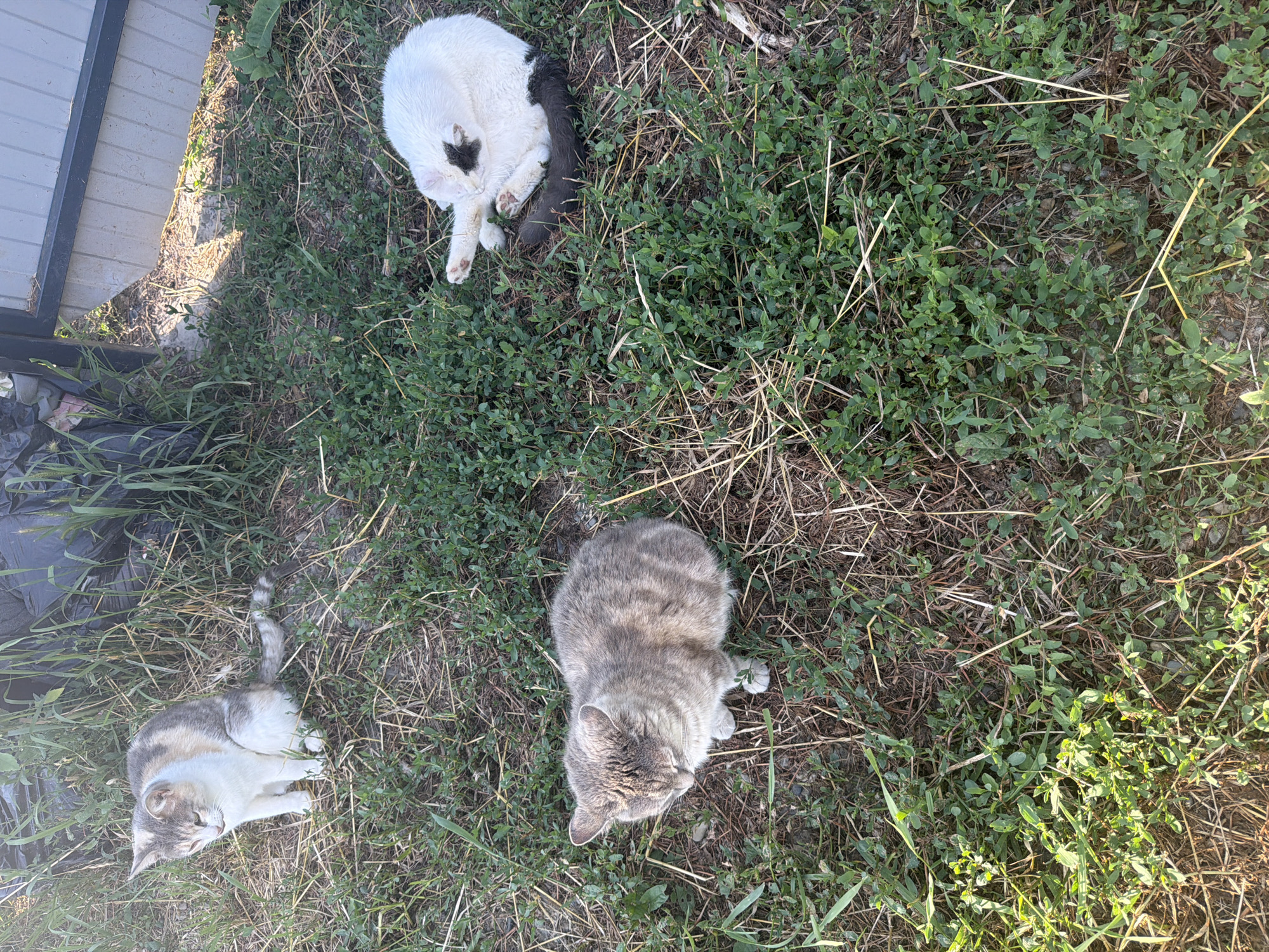 Three cats are present in an outdoor grassy area in Leningradskaya, Russia. In the upper left, a tricolored cat with white, gray, and tan markings sits facing left, looking down. To its right and slightly further back, a white cat with black markings on its face and tail is grooming itself, lying on its back with its legs in the air. In the lower left of the image, a gray tabby cat is sitting and looking down. The ground is covered in a mix of green grass, dry straw, and dirt. In the background, there is some tall green grass and what appears to be a black tarp or plastic sheeting. To the right, a portion of a light-colored fence with a dark horizontal stripe is visible. The scene is lit by natural sunlight.