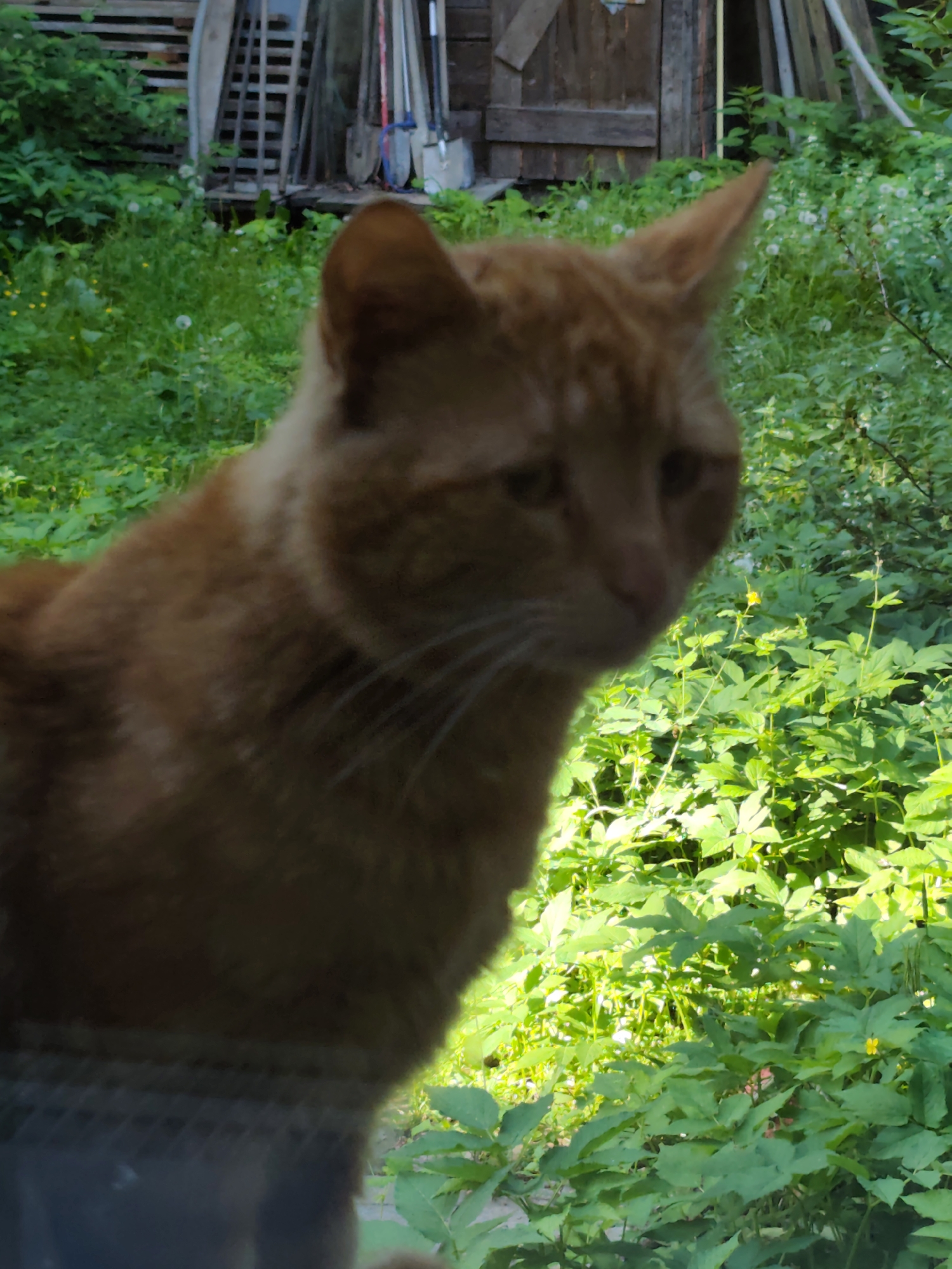 A blurred image depicts an orange cat. The cat is facing right, and its head and part of its body are visible. The background consists of green vegetation and, in the distance, what appears to be a wooden structure or shed with gardening tools. The location is speculated to be Tomilino, Russia.