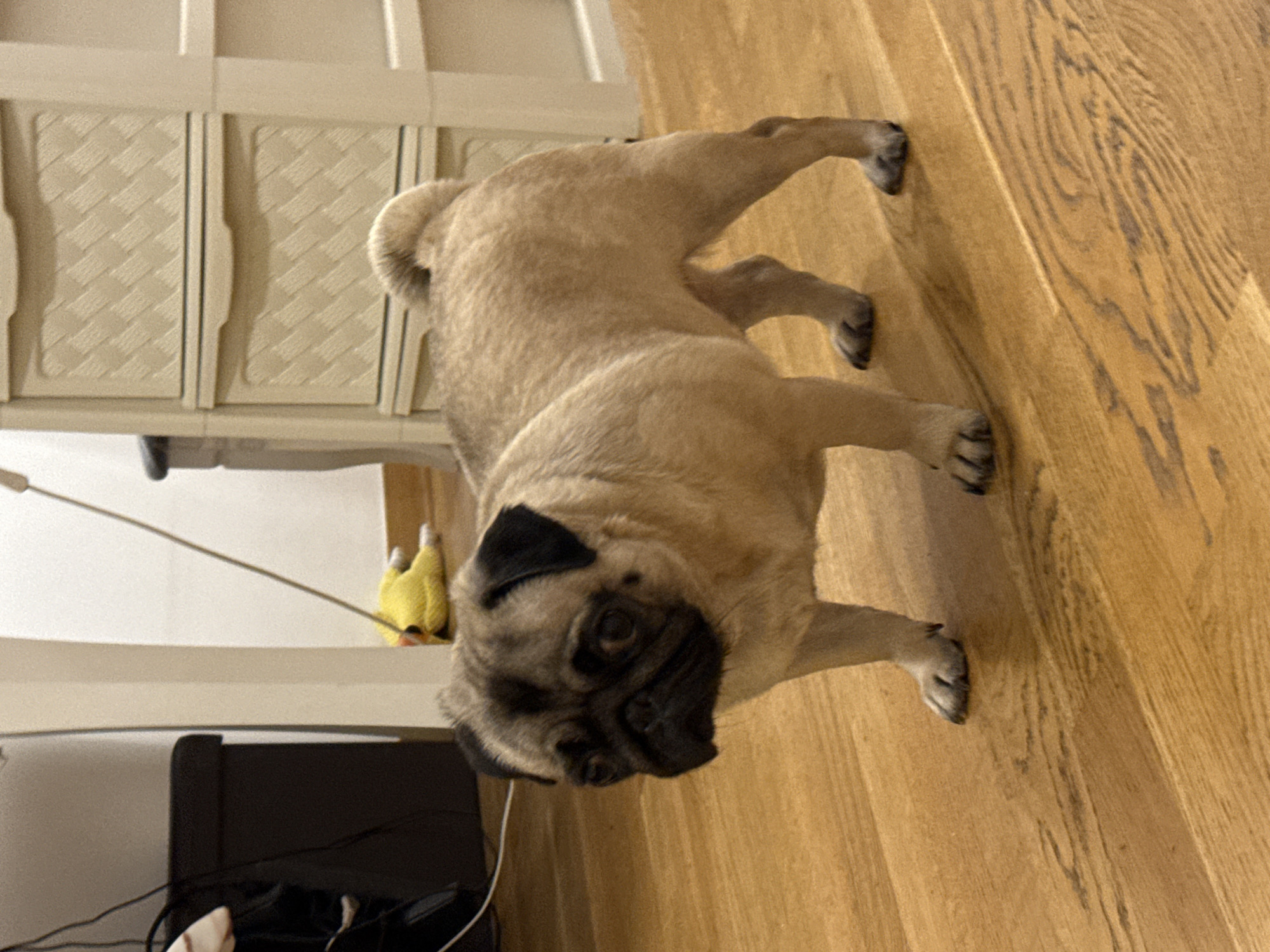 A fawn-colored pug stands on a wooden floor in an indoor setting. The dog is facing to the left of the frame with its head turned towards the viewer. Its eyes are dark, and its snout is black. Its ears are also black and floppy. The pug's tail is curled over its back. In the background, to the left, is a dark-colored bin. Further back, a white object, possibly a wall or furniture, is visible. To the right of the pug, a stack of drawers is present. A thin, light-colored rod extends from behind the bin towards the center of the frame, with a small yellow toy lying on the floor near the rod. The floor is made of polished wood planks.