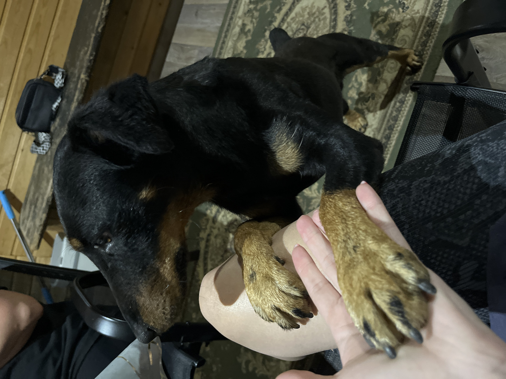 A medium-sized black and tan dog, possibly a German Pinscher or Doberman Pinscher mix, stands on its hind legs with its front paws resting on a person's leg. The dog's head is turned to the left, looking away from the camera. The person's hand is visible in the foreground, gently touching the dog's paw. The background appears to be an indoor setting with wooden walls and a patterned rug on the floor. A black bag is visible on a wooden shelf in the background. The overall scene suggests a moment of affection and interaction between a pet and its owner. The image does not contain any information to indicate its location in Saratov, Russia.