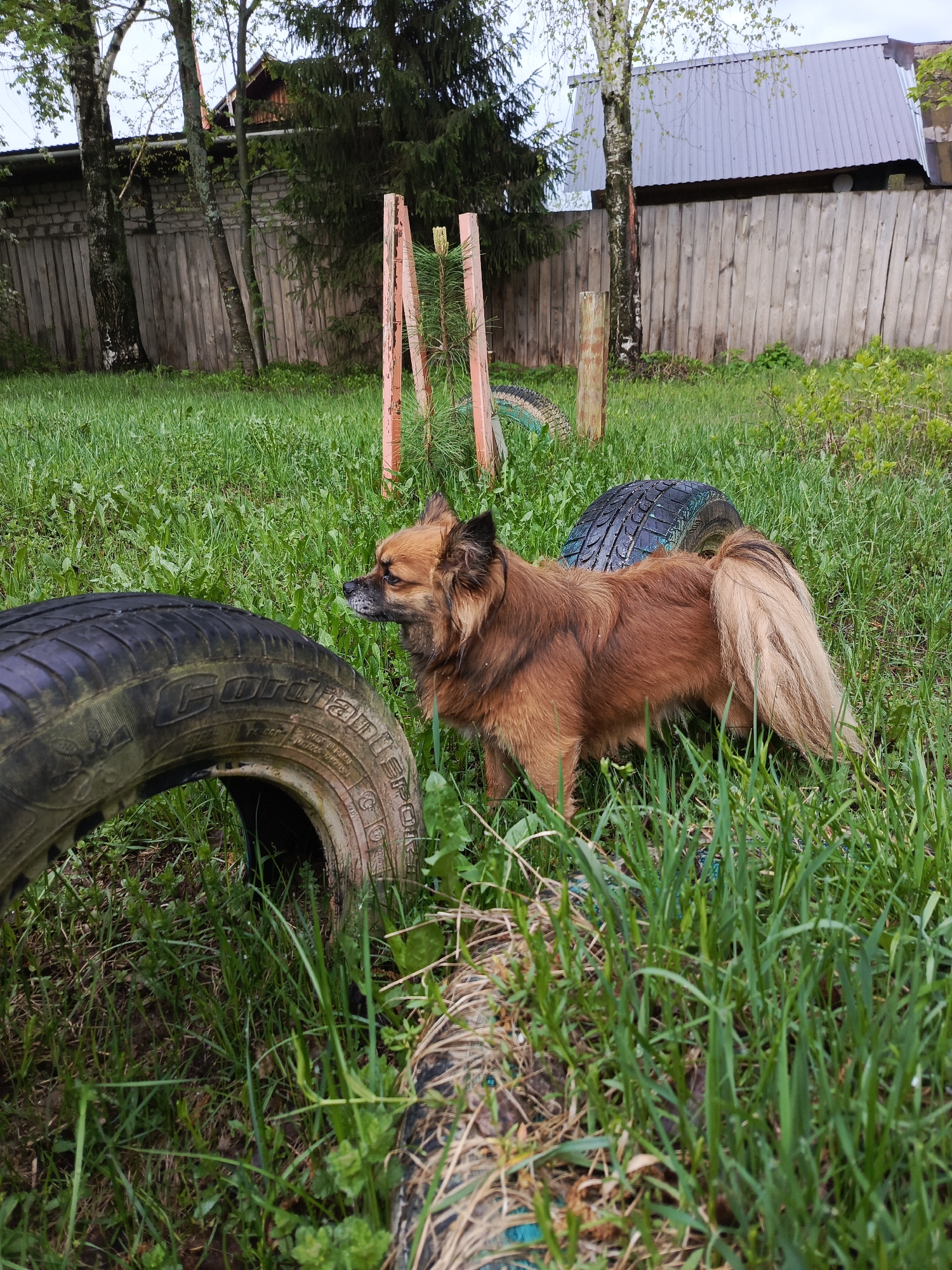 The image depicts a medium-sized, brown dog standing in a grassy yard. The dog has long fur and a bushy tail. Scattered around the yard are several tires, one of which is in the foreground and partially obscures the view. In the background, there's a wooden fence, some trees, and the roof of a building. Based on the prompt, this scene is located in the city of Chaikovsky, Russia.