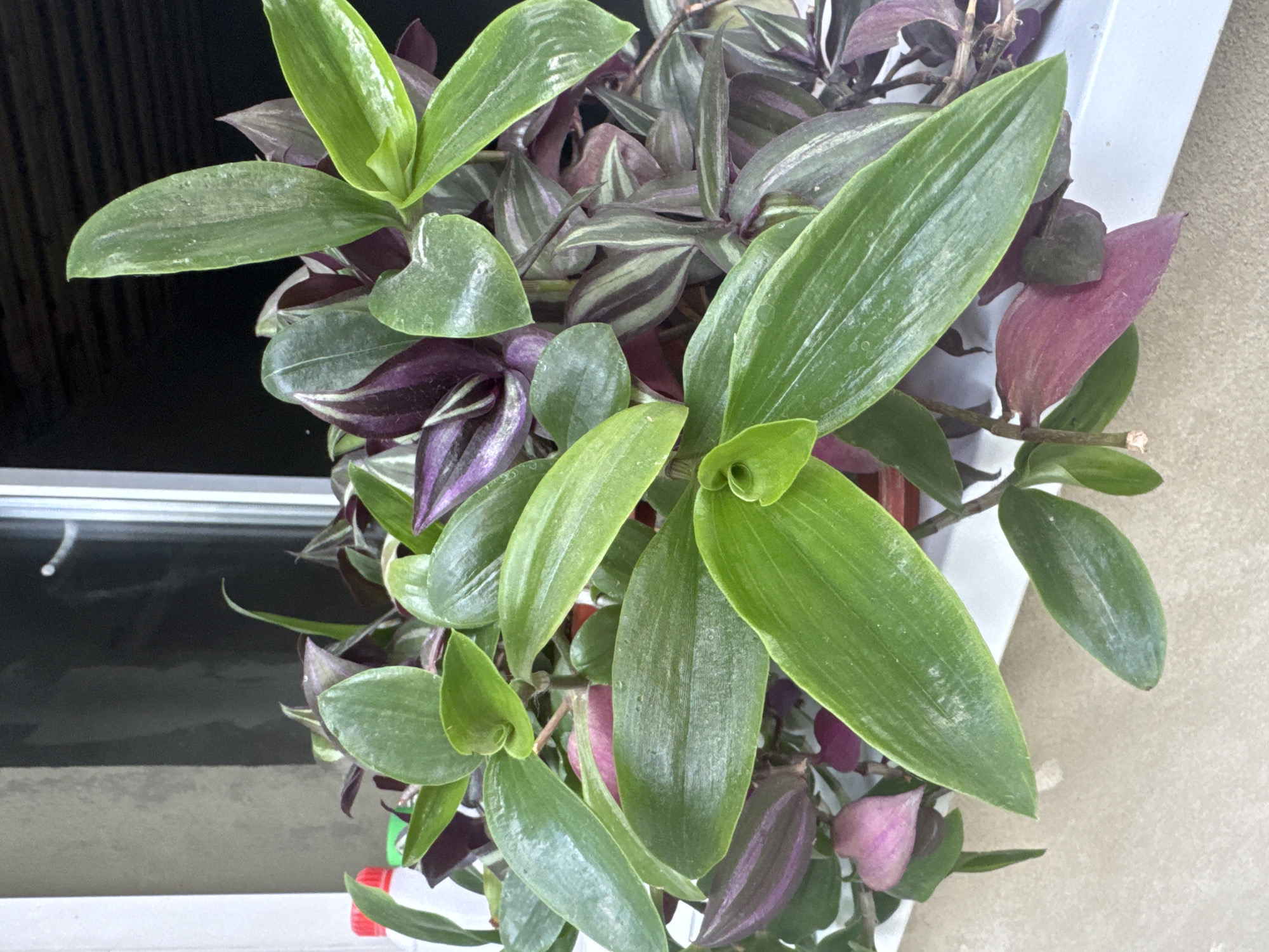 A close-up, eye-level shot shows a vibrant green and purple Wandering Jew plant cascading over the edge of a windowsill. The plant's broad, pointed leaves are a mix of bright green and deep purple with silvery stripes, some showing pinkish hues. The leaves are glossy and appear slightly wet, possibly from recent watering. The plant is in a pot that is mostly obscured by the foliage. Behind the plant, a dark, possibly reflective surface, like a window pane or blind, is visible, with a thin white frame on the left side. The windowsill itself is white, and below it, a textured, light beige surface forms the background. The overall lighting is soft, suggesting an indoor setting or an overcast day. There are no people or animals present in the image.