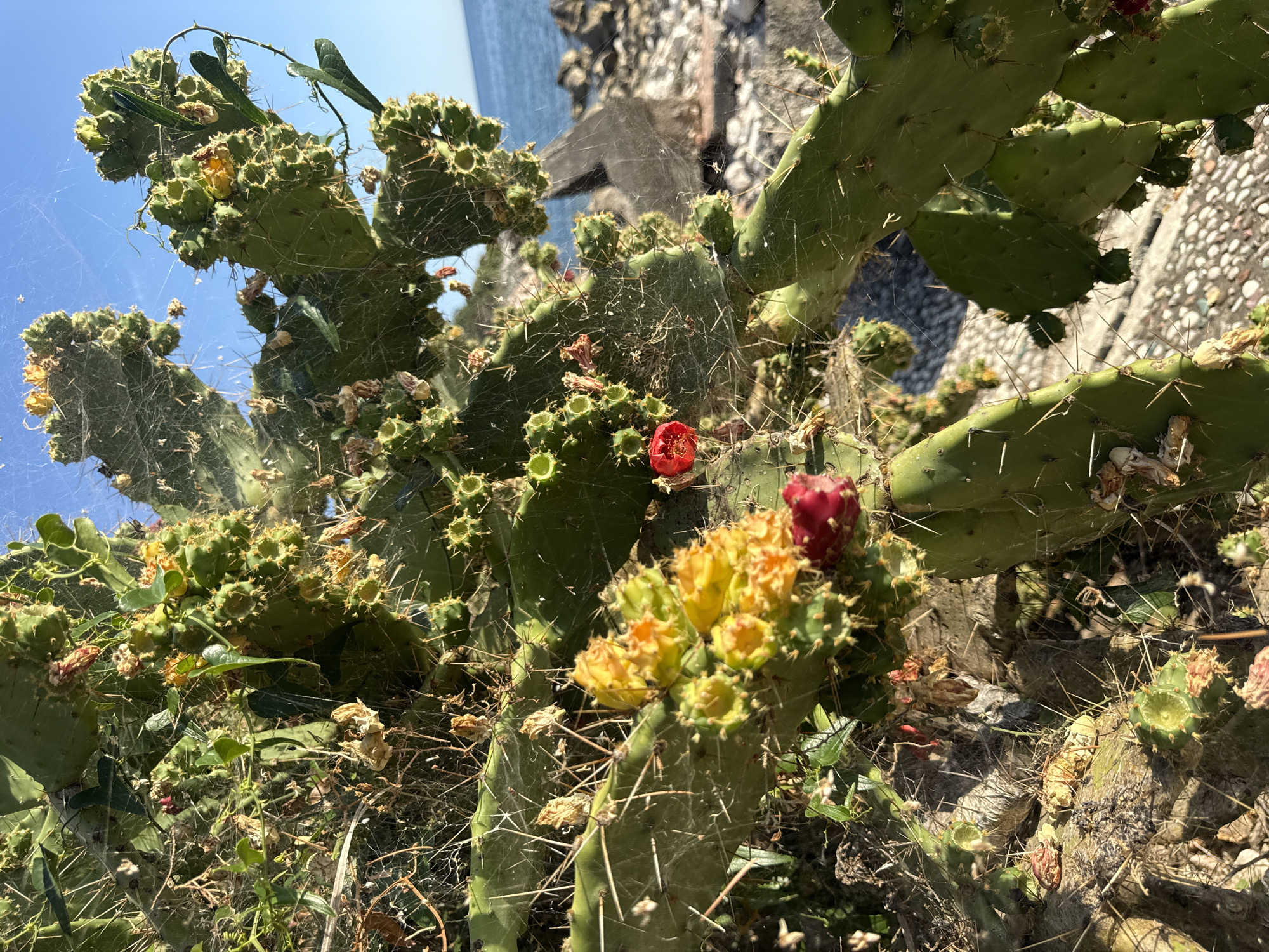 In the city of Kamenovo, Montenegro, a close-up shot captures a prickly pear cactus plant. The cactus pads are a vibrant green, dotted with numerous sharp spines. Several yellow and orange flowers are in bloom, their petals delicate and brightly colored. A single red flower stands out, providing a striking contrast. The plant is draped with a fine, intricate spiderweb that catches the sunlight, adding a delicate, almost ethereal quality to the scene. In the background, the blue sea stretches to the horizon under a clear sky, with a rocky shoreline visible. The ground beneath the cactus is paved with small, light-colored stones. The image is taken during daylight.